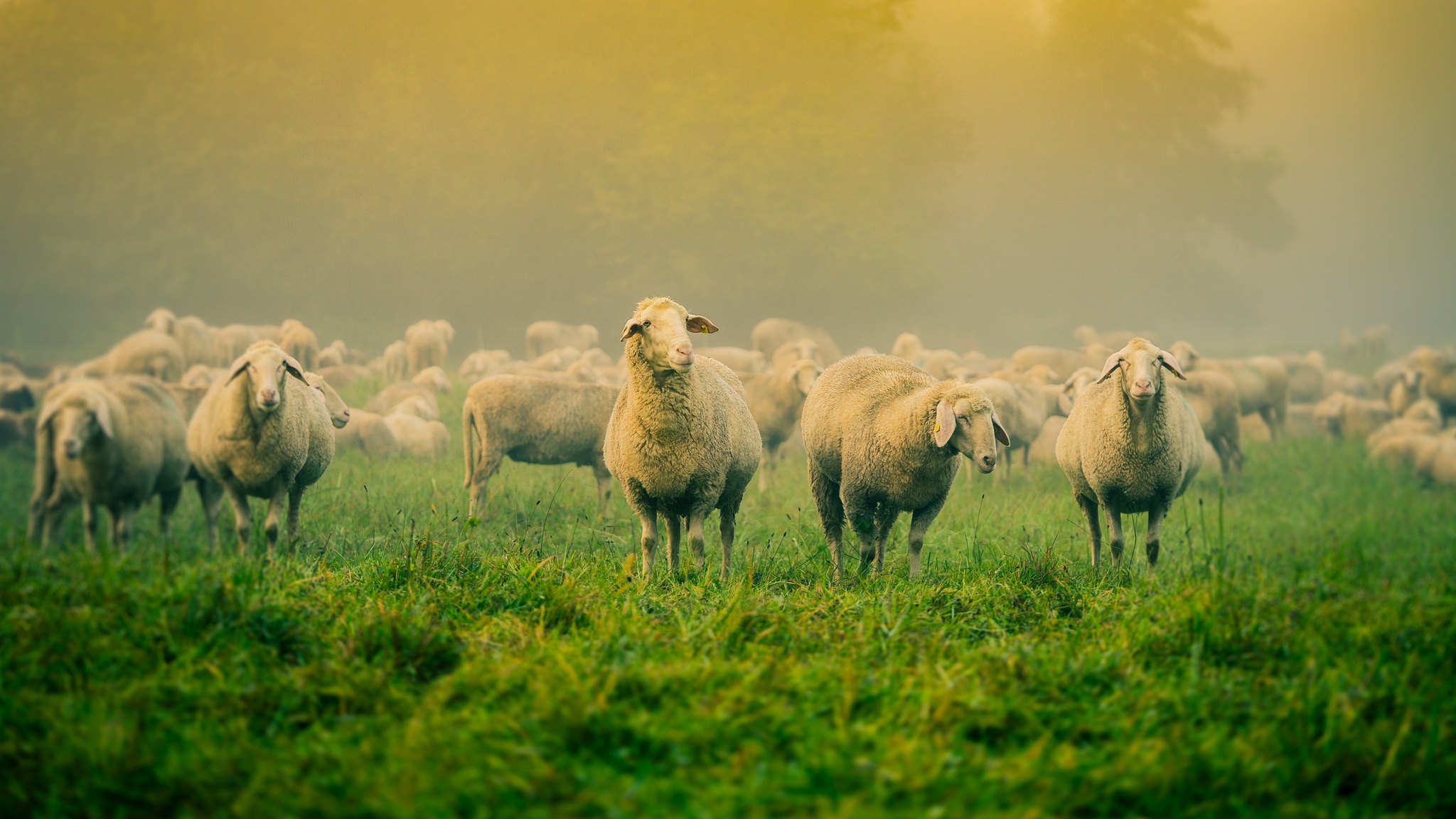 Овцы на лугу