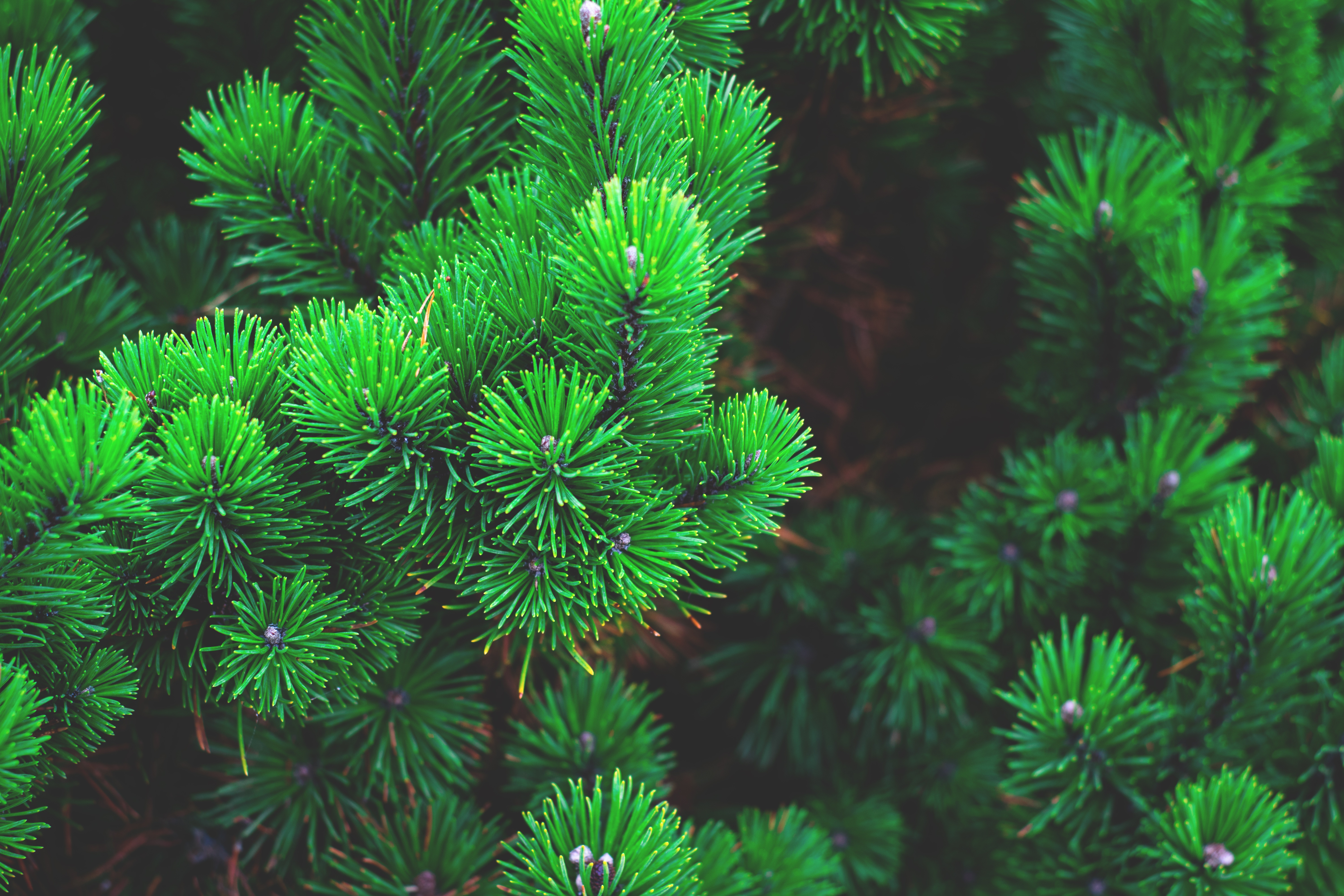 nature, pine, branches, thorns, prickles Aesthetic wallpaper