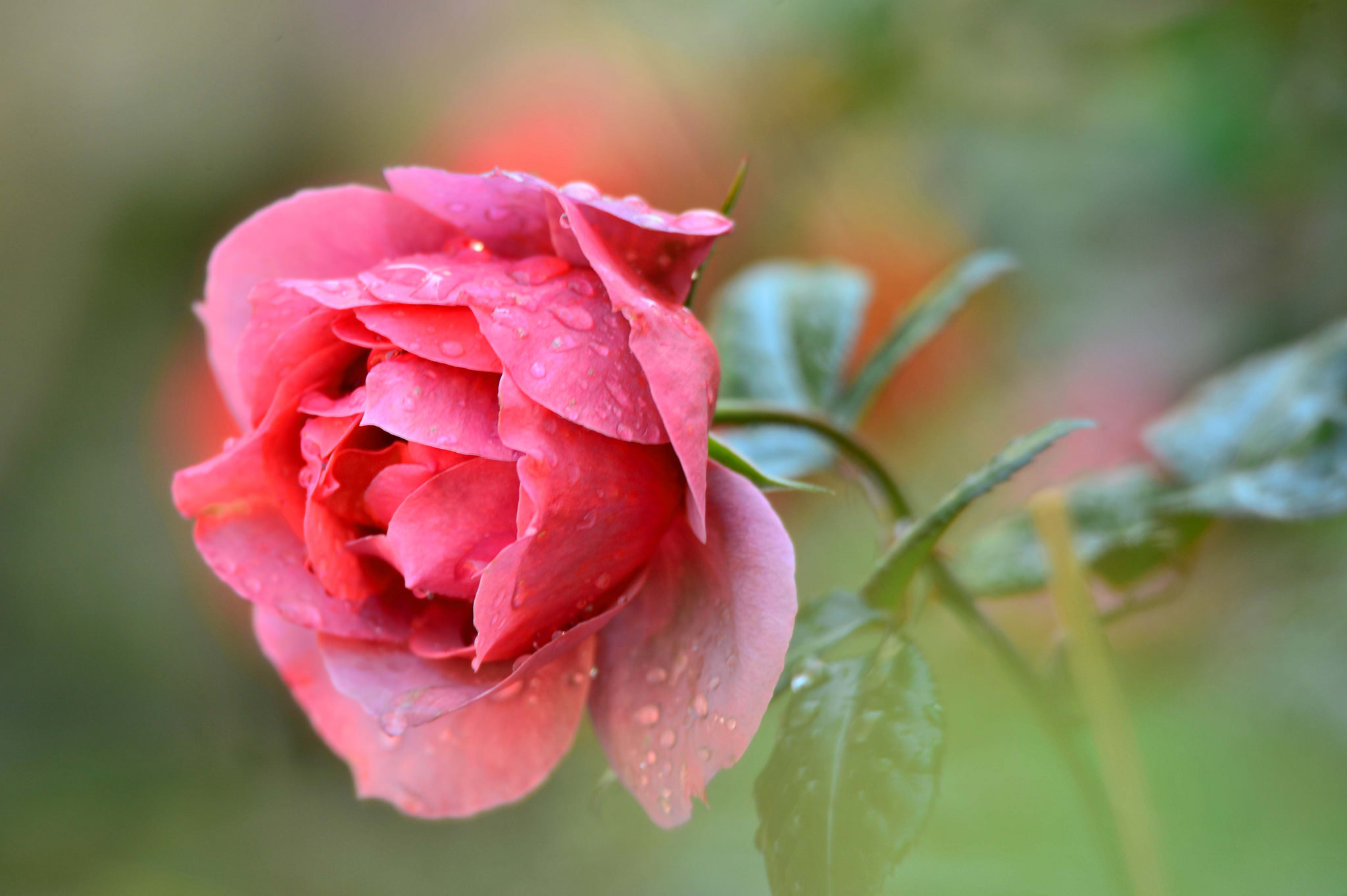 Download mobile wallpaper Bud, Petals, Rose, Rose Flower, Macro, Drops for free.
