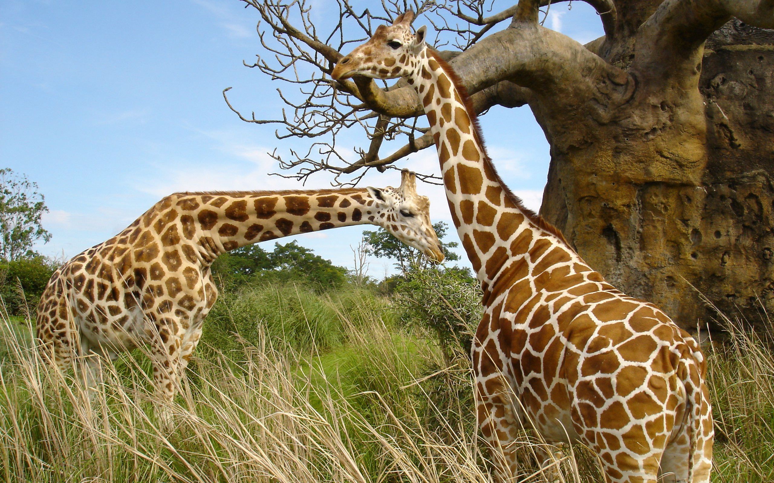168317 descargar fondo de pantalla animales, jirafa: protectores de pantalla e imágenes gratis