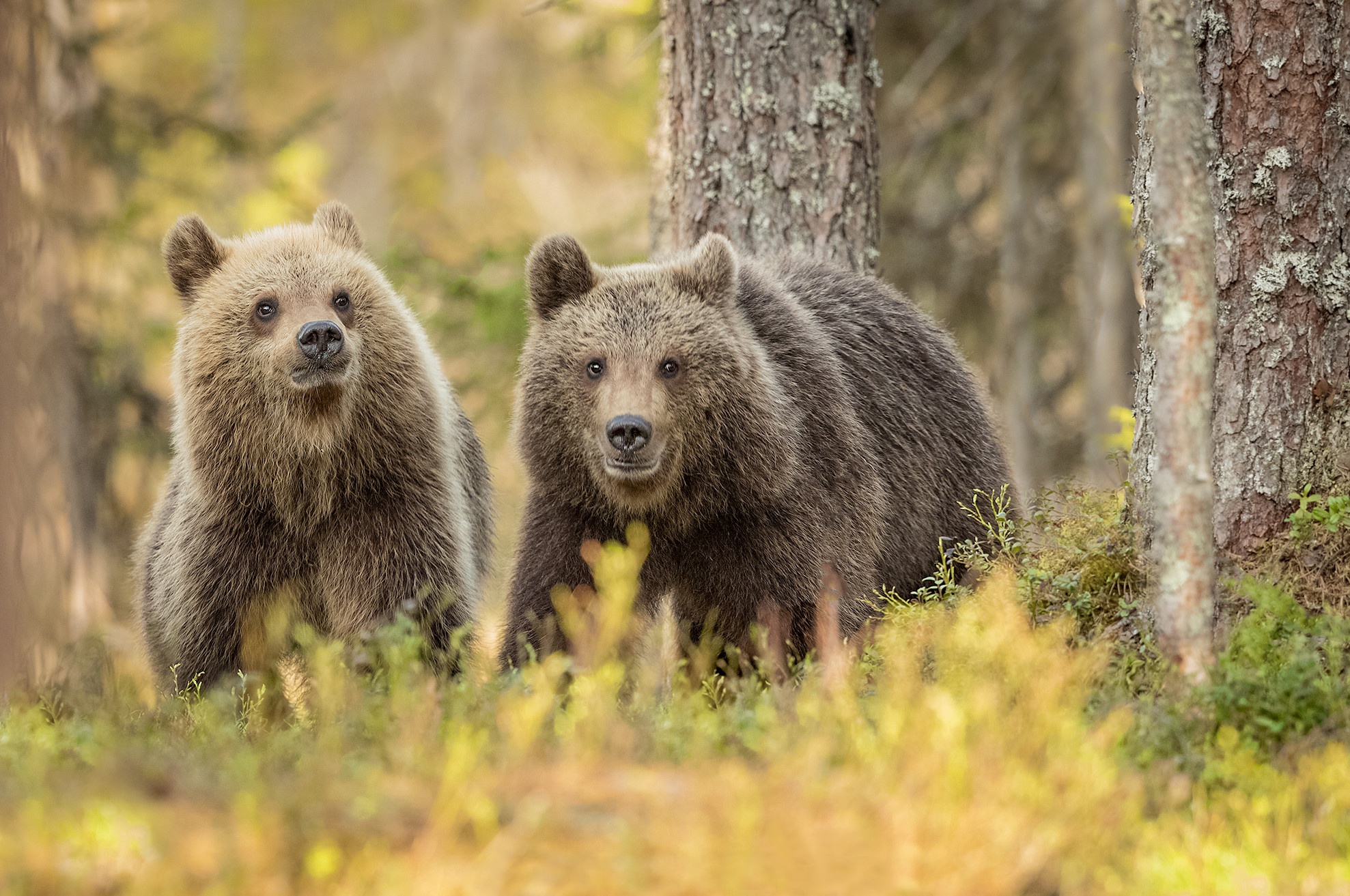 Группа бурого медведя. Медведь. Медведь в лесу. Два медведя. Медведица с медвежатами.