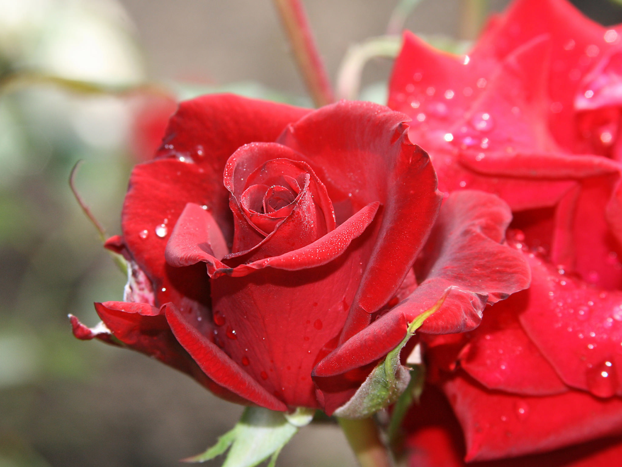 самая красивая роза фото бесплатно