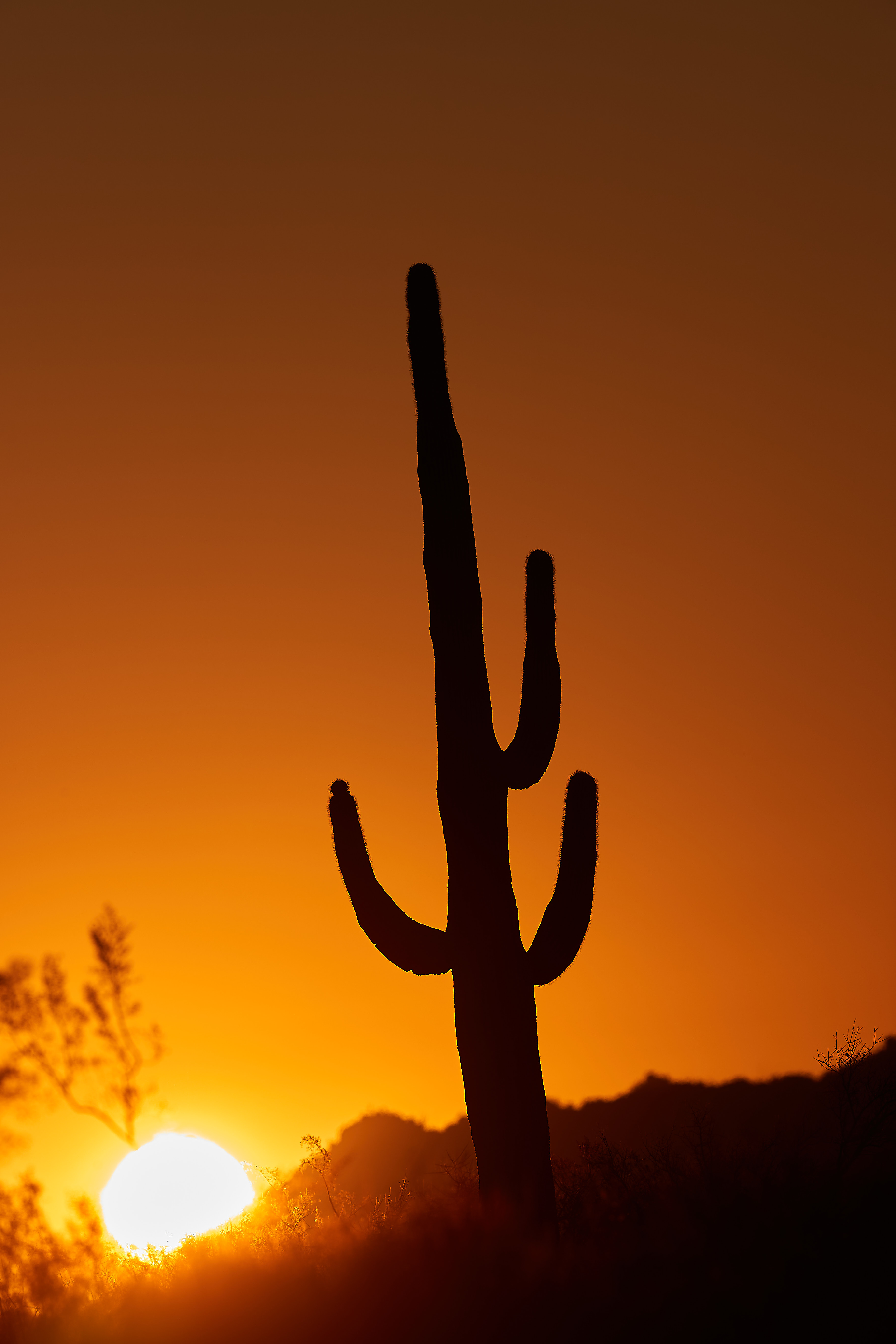 Laden Sie das Natur, Sunset, Sun, Dämmerung, Twilight, Kaktus-Bild kostenlos auf Ihren PC-Desktop herunter