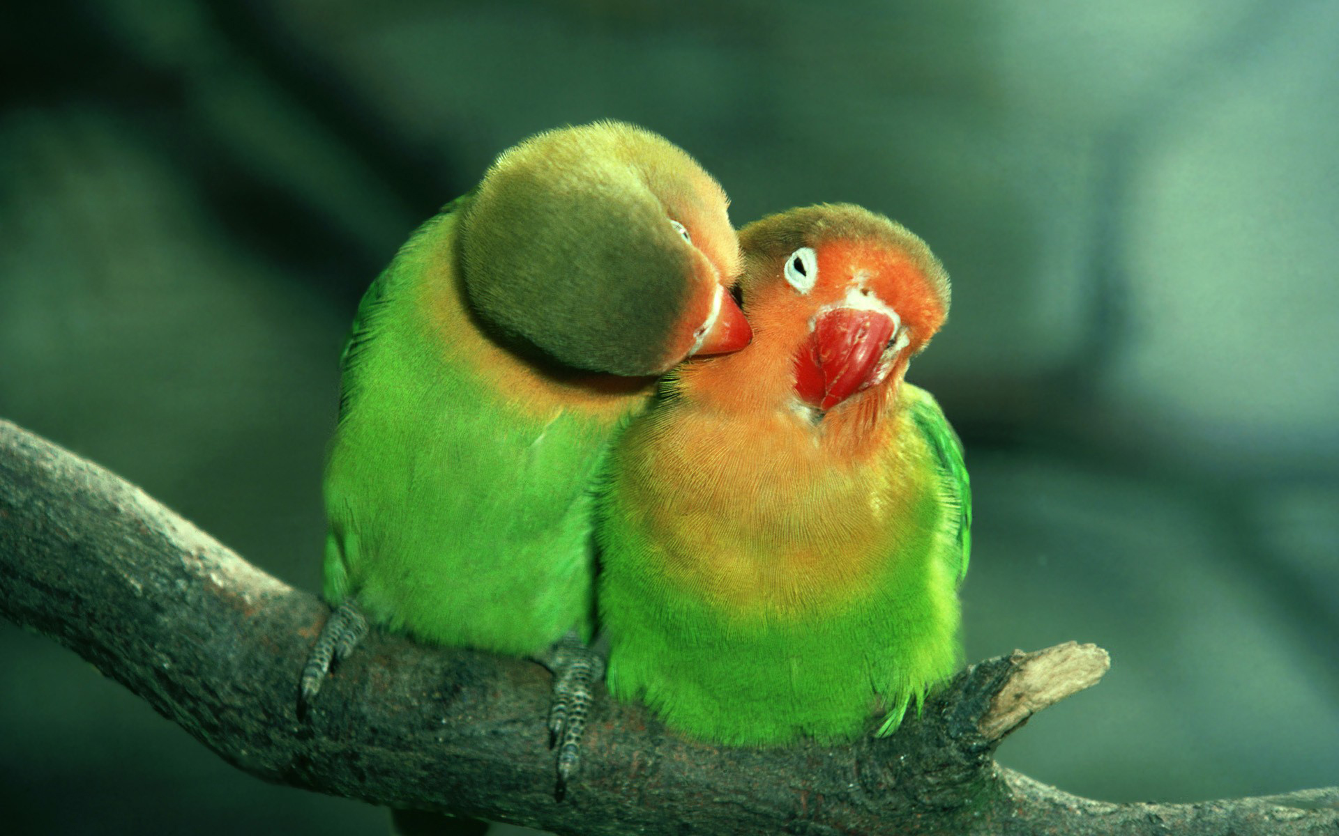 35895 скачать картинку попугаи, зеленые, животные, птицы - обои и заставки бесплатно