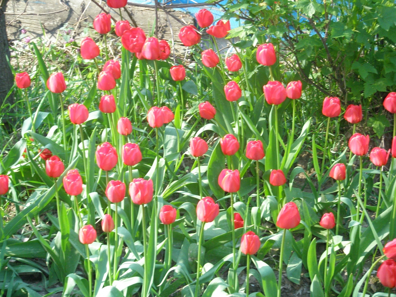 Download mobile wallpaper Plants, Tulips for free.