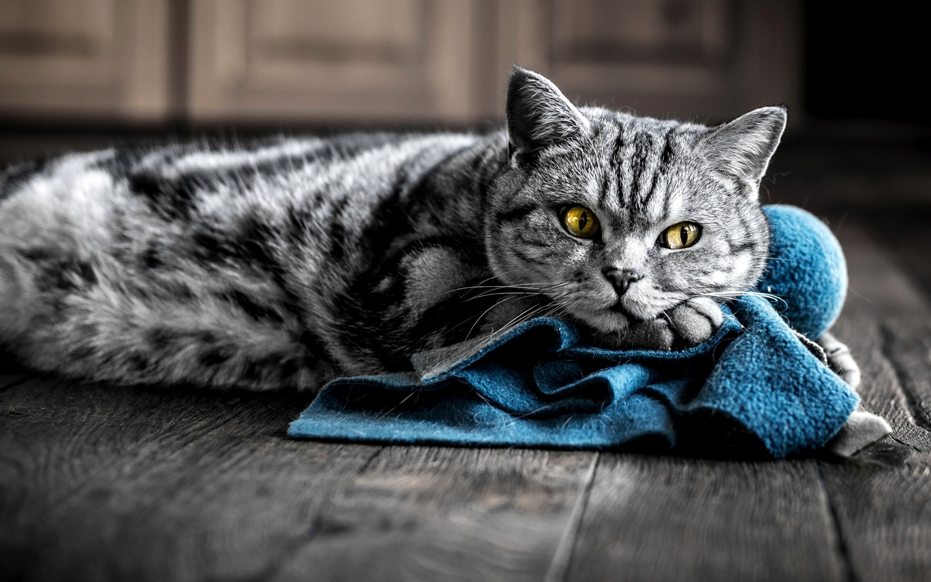 Серо-голубой полосатый кот