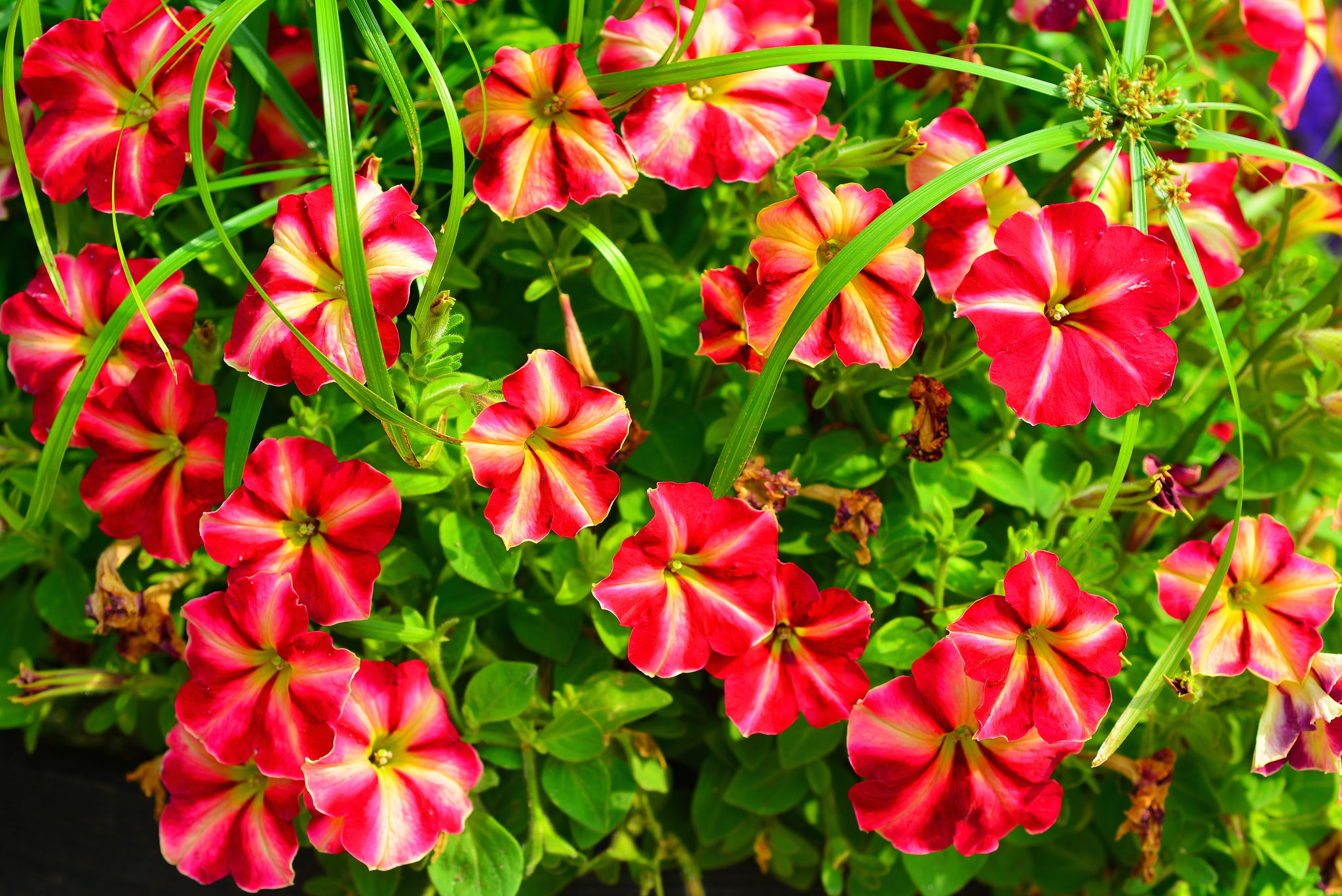 earth, petunia, flower, nature, red flower, flowers
