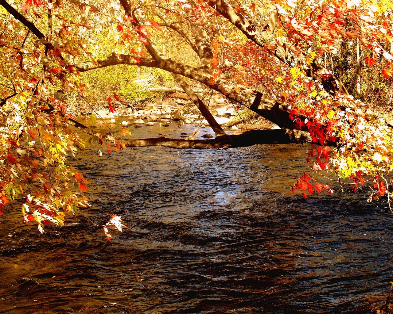Скачать картинку Река, Пейзаж, Листья в телефон бесплатно.