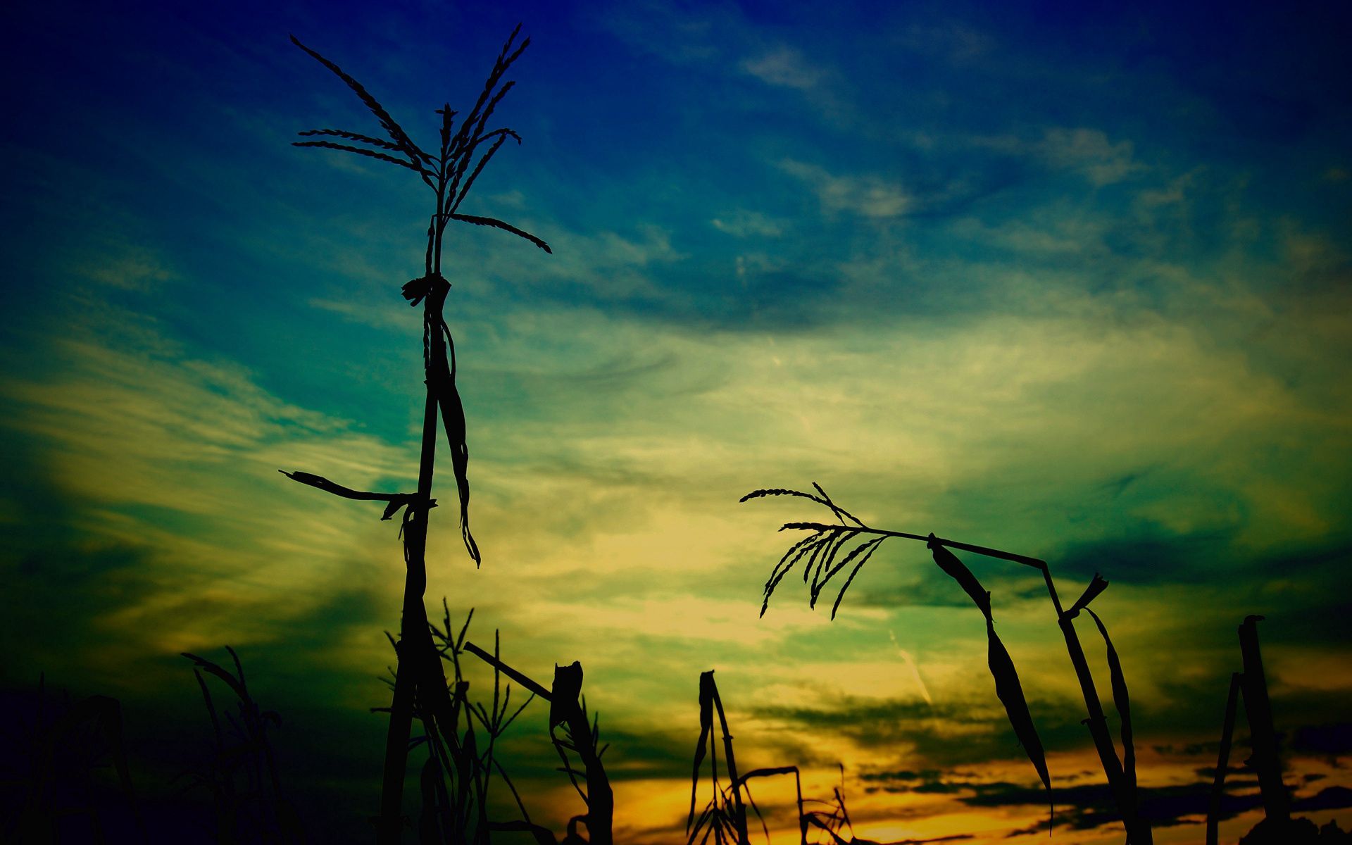 stalk, nature, sky, outlines, evening, stem, corn, maize download HD wallpaper