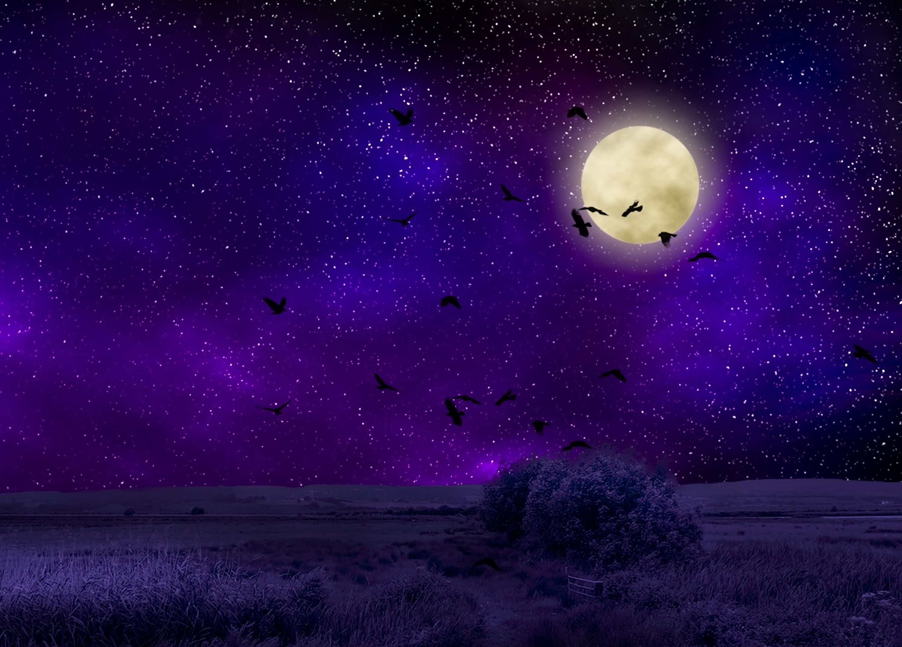 moonlight, dark, moon, night, birds, starry sky, photoshop lock screen backgrounds