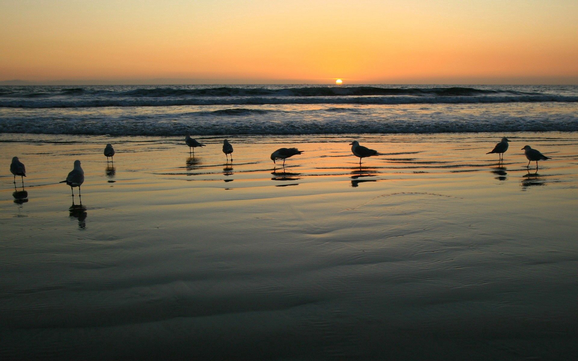 Download mobile wallpaper Seagulls, Animals, Sunset, Sea, Shine, Light for free.