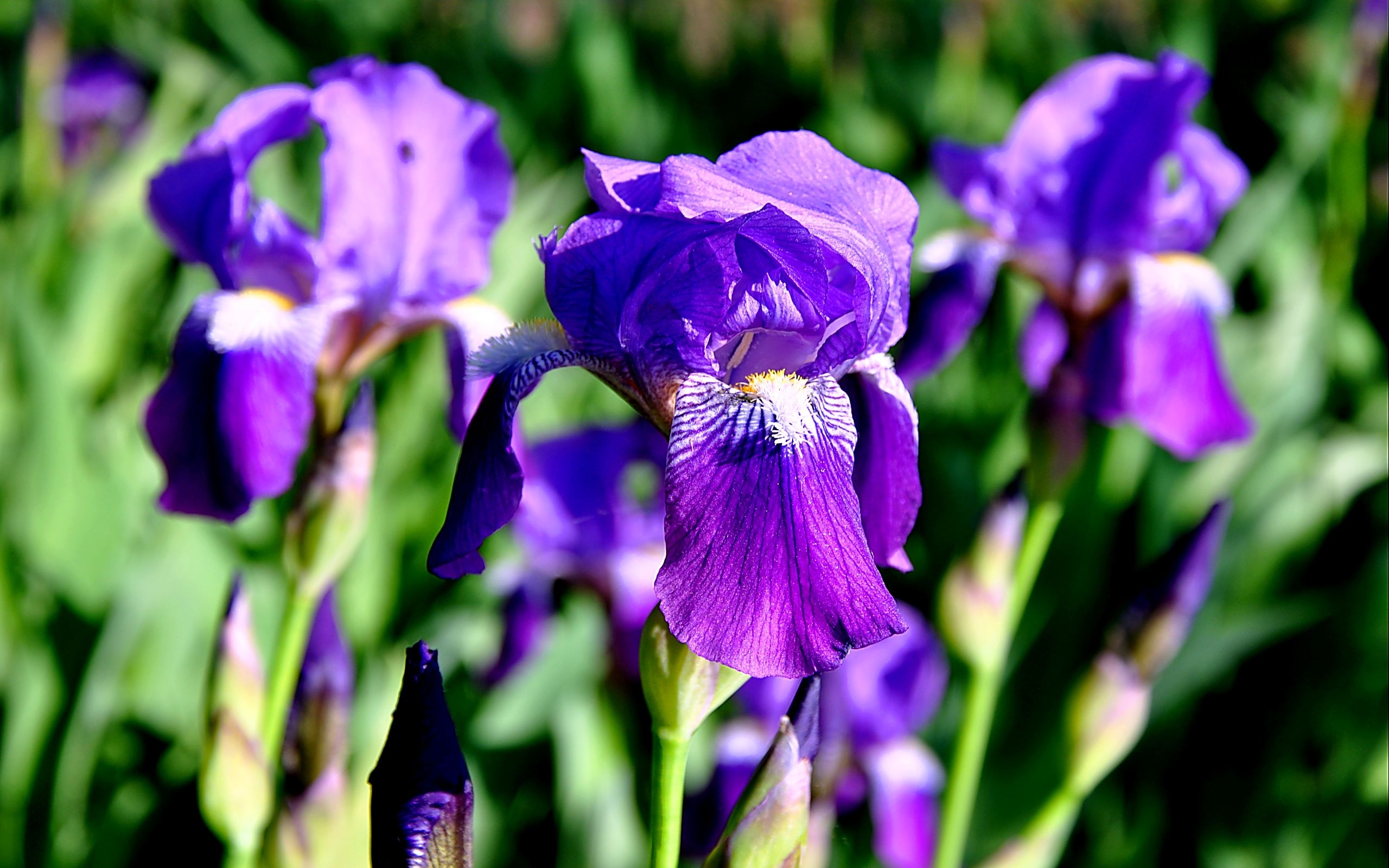 Download mobile wallpaper Iris, Plants, Flowers for free.