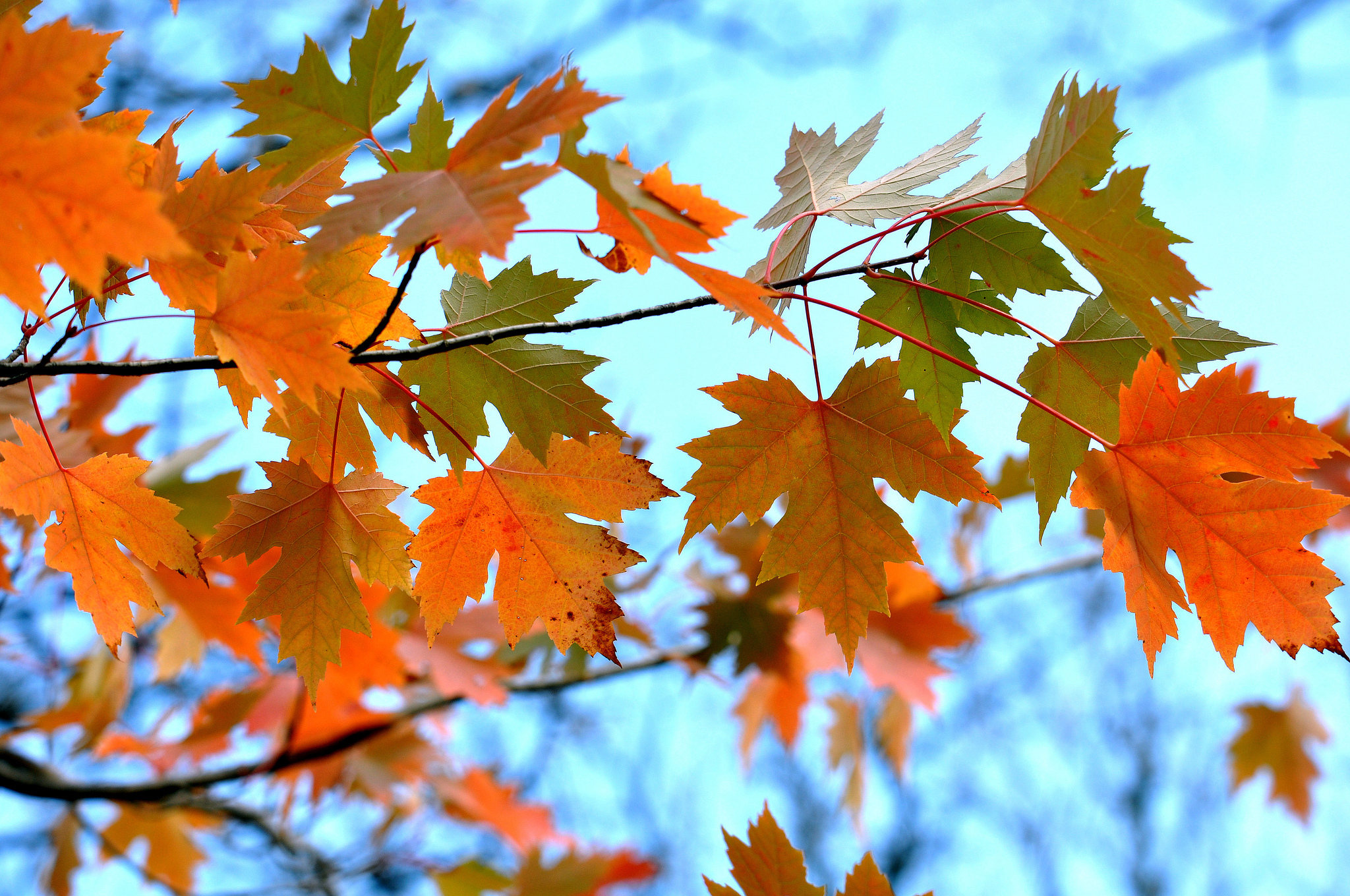Download mobile wallpaper Branches, Nature, Leaves, Maple for free.