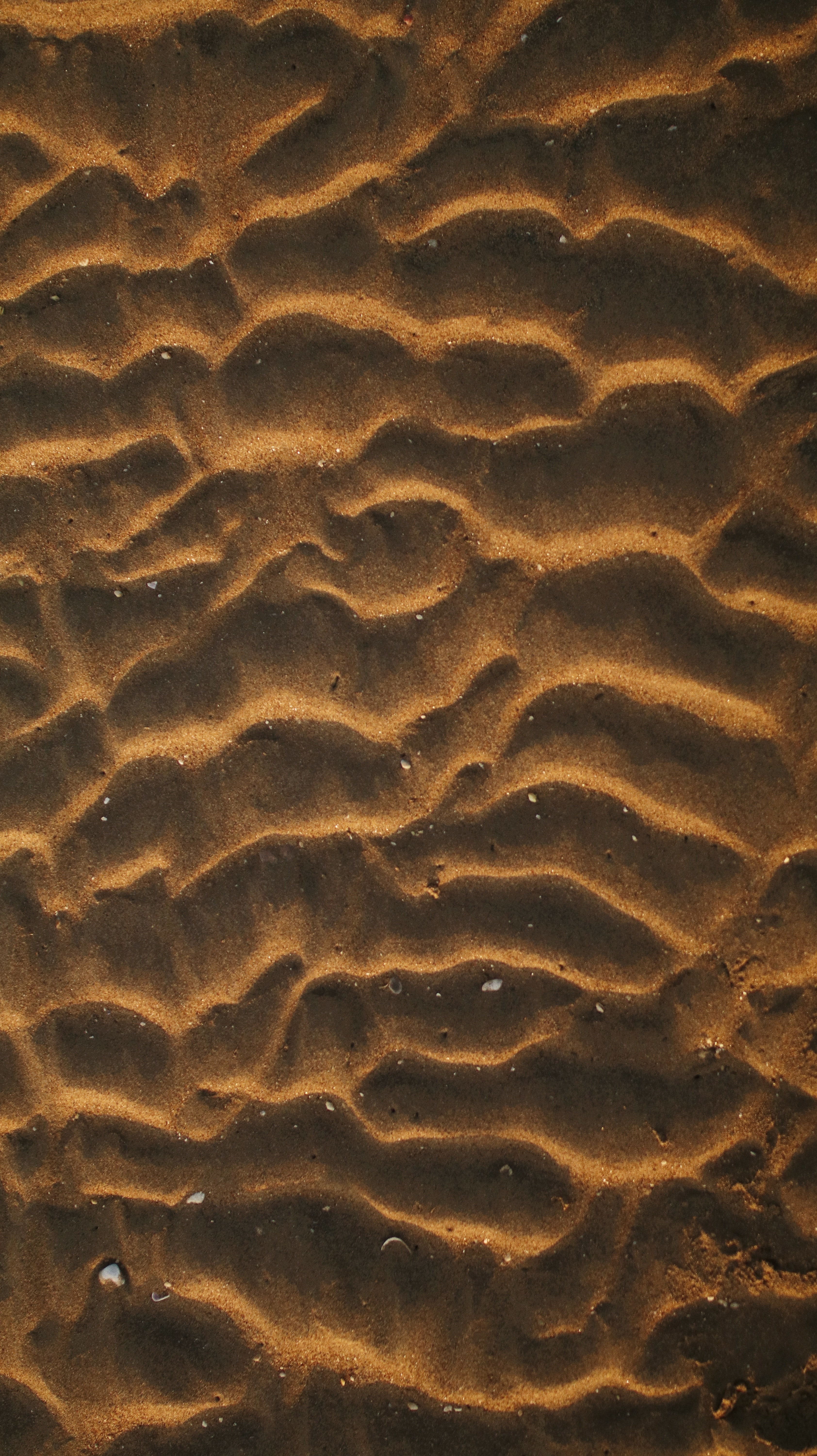 97696 Hintergrundbild herunterladen sand, wüste, shells, makro, wellig - Bildschirmschoner und Bilder kostenlos