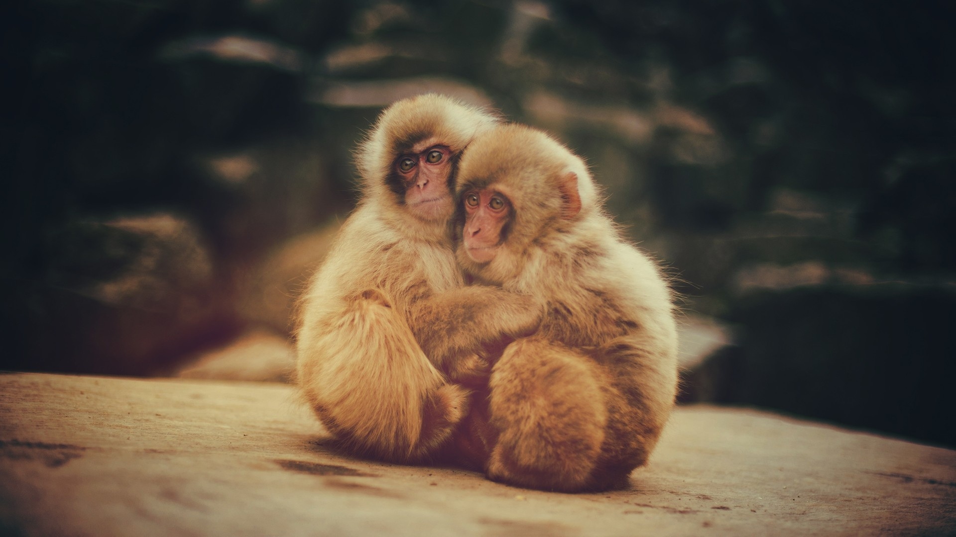 animal, japanese macaque, monkeys desktop HD wallpaper