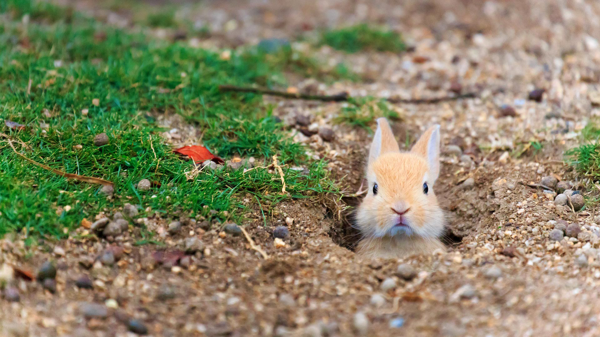 Download mobile wallpaper Animal, Rabbit, Stare for free.