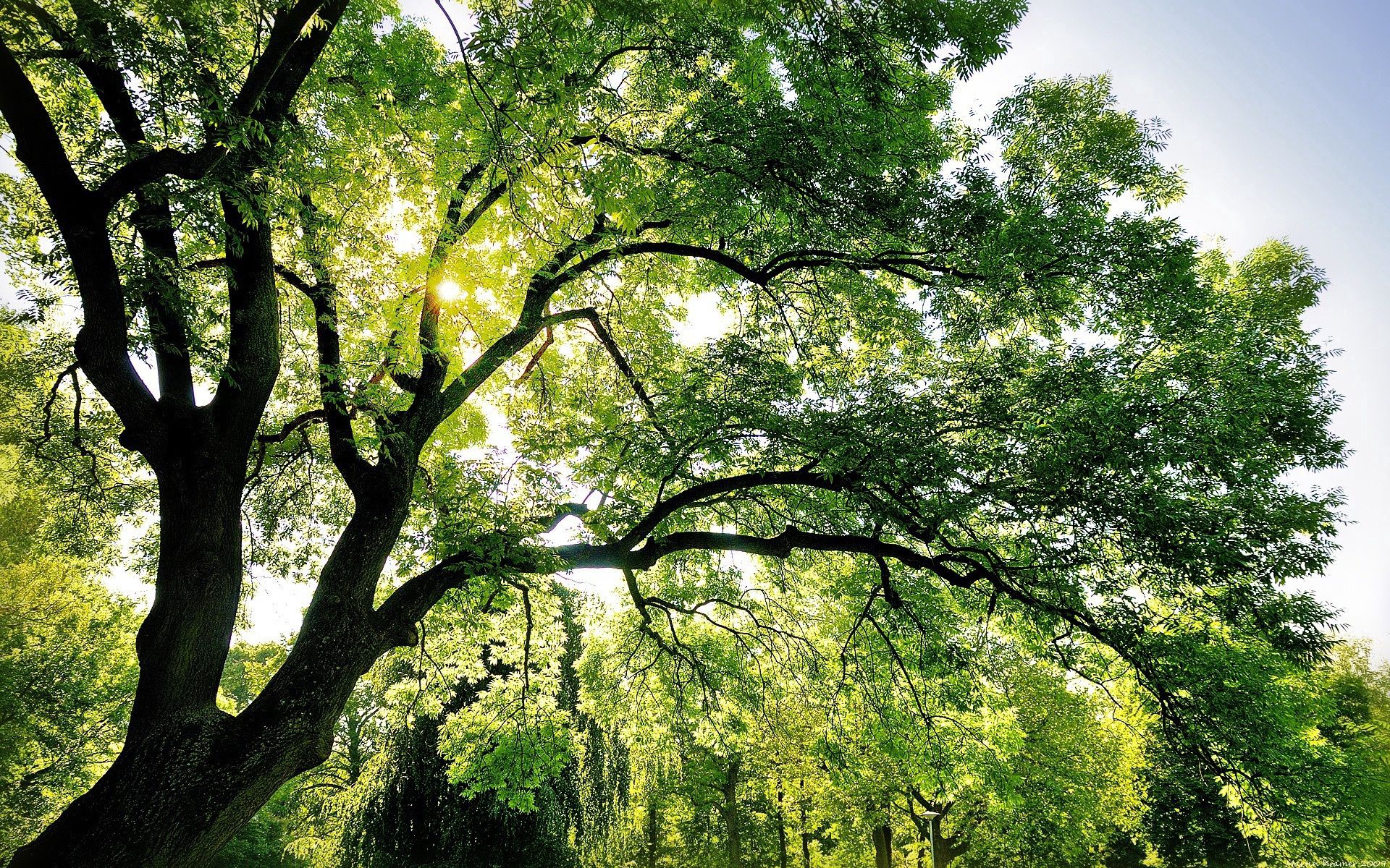 light, branches, nature, sun, green, shine, wood, beams, rays, tree, branch Desktop Wallpaper