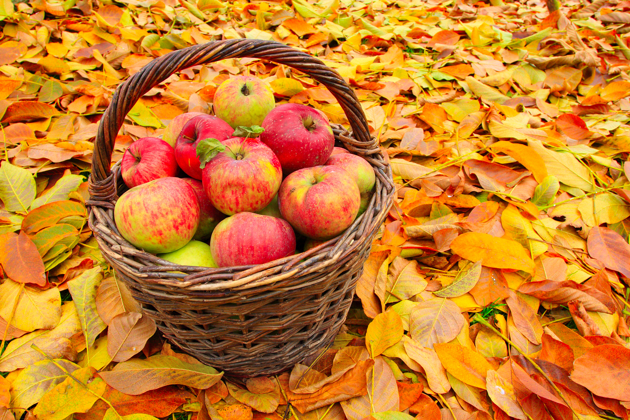 яблоки в осеннем саду картинки