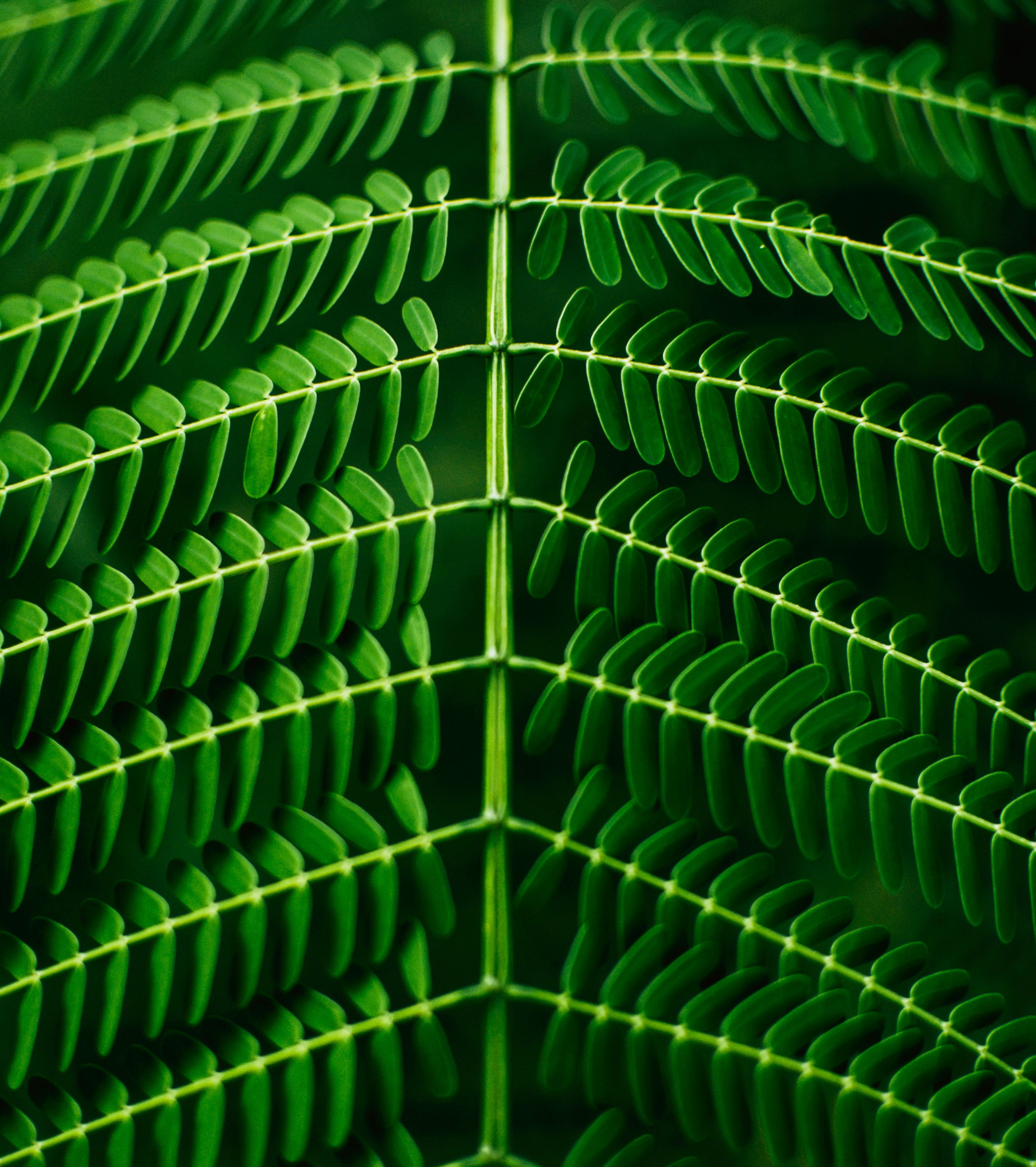 Download mobile wallpaper Macro, Sheet, Branch, Plant, Leaf, Smooth, Symmetry, Blur for free.