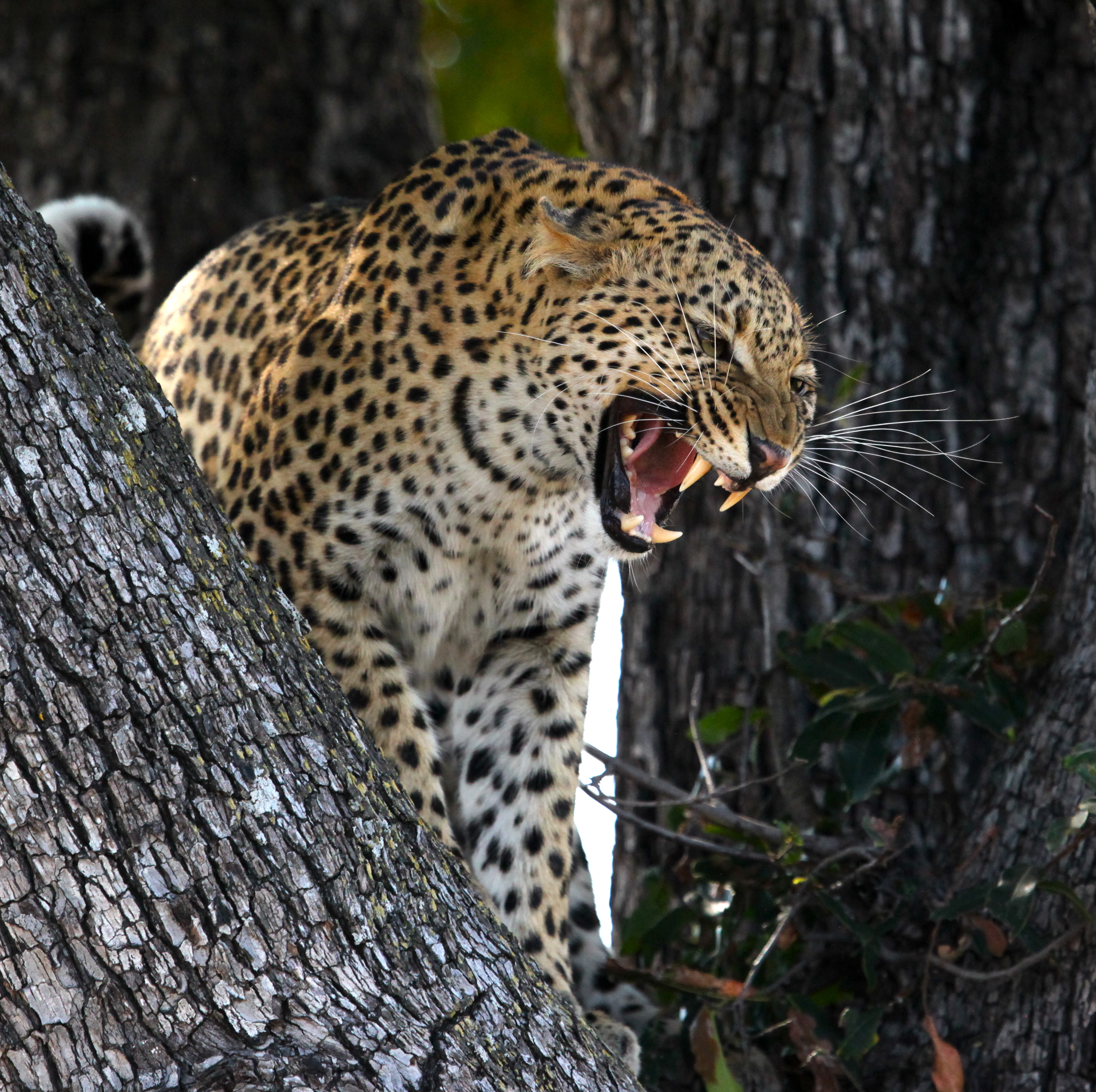 predator, leopard, animals, grin, big cat, wildlife HD wallpaper