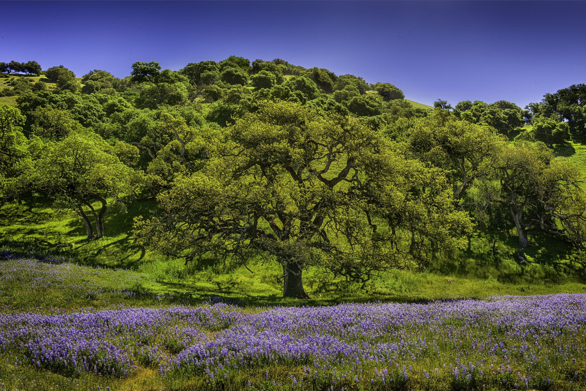 Laden Sie das Lupine, Natur, Wiese, Blumen, Bäume-Bild kostenlos auf Ihren PC-Desktop herunter
