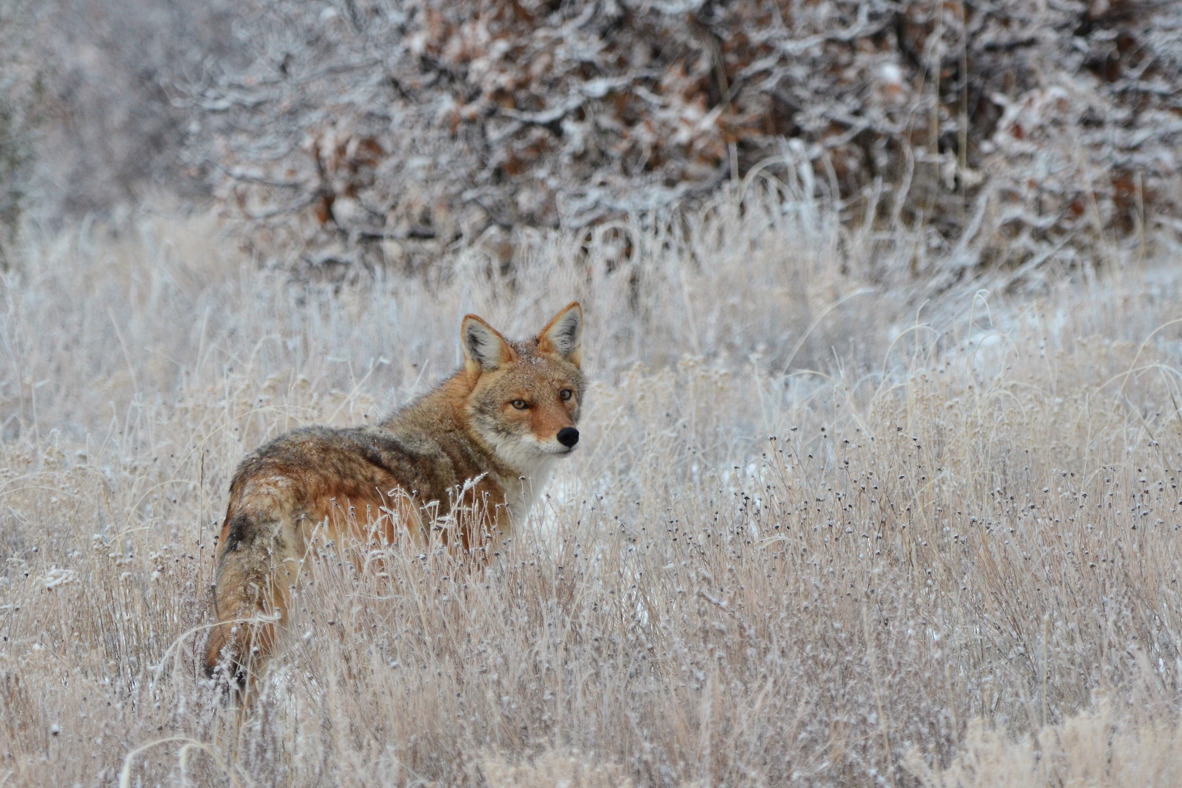 fox, animals, grass, muzzle, predator, sight, opinion Free Stock Photo