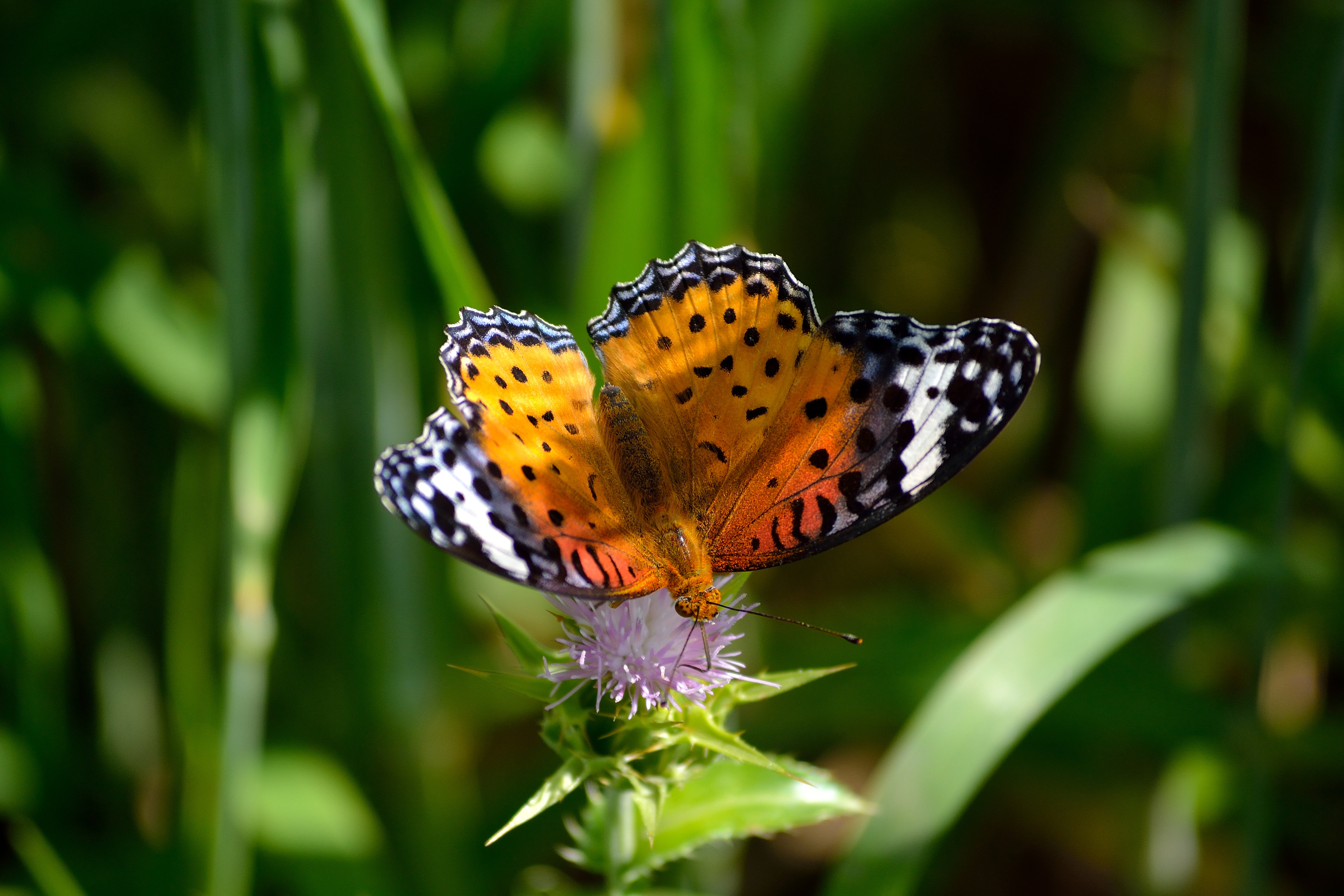 Laden Sie das Patterns, Grass, Makro, Flügel, Blume, Schmetterling-Bild kostenlos auf Ihren PC-Desktop herunter