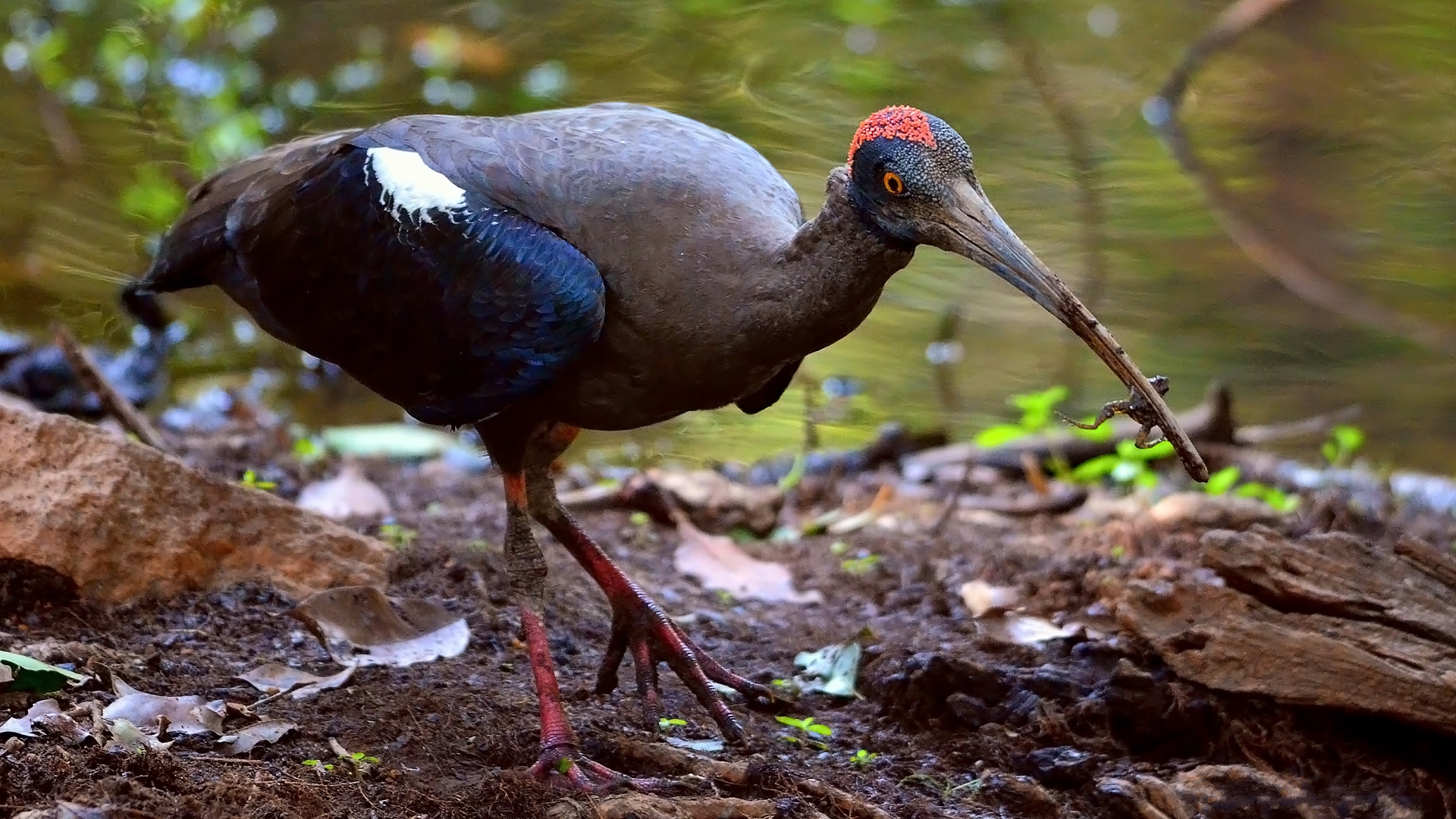 animal, ibis, red naped ibis, birds download HD wallpaper