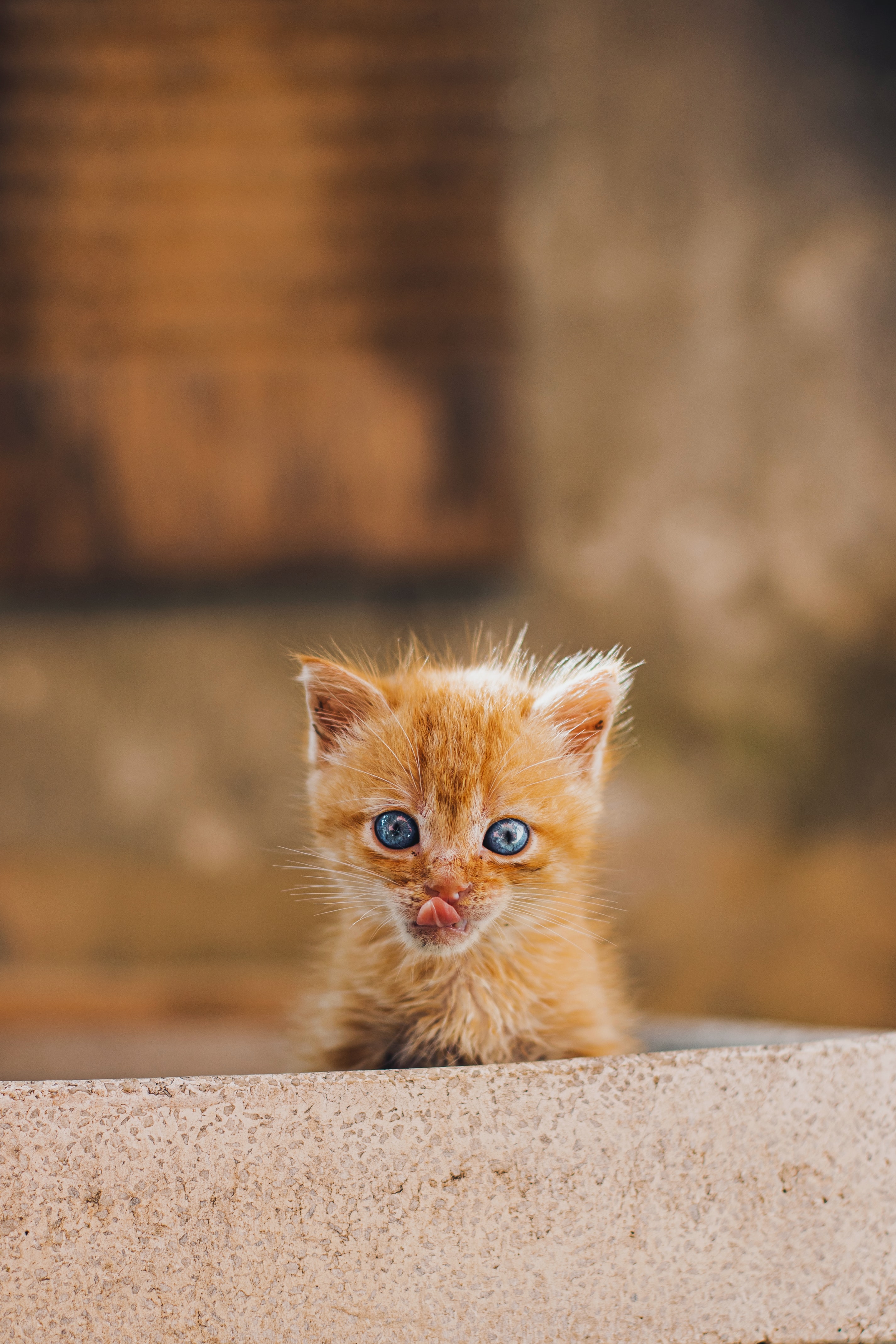 sweetheart, animals, red, kitty, kitten, nice, protruding tongue, tongue stuck out, redhead wallpapers for tablet