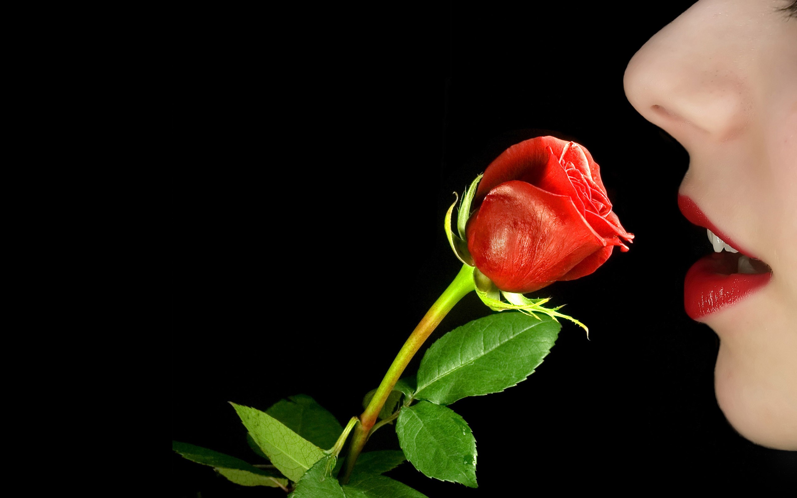 Женские губы и роза
