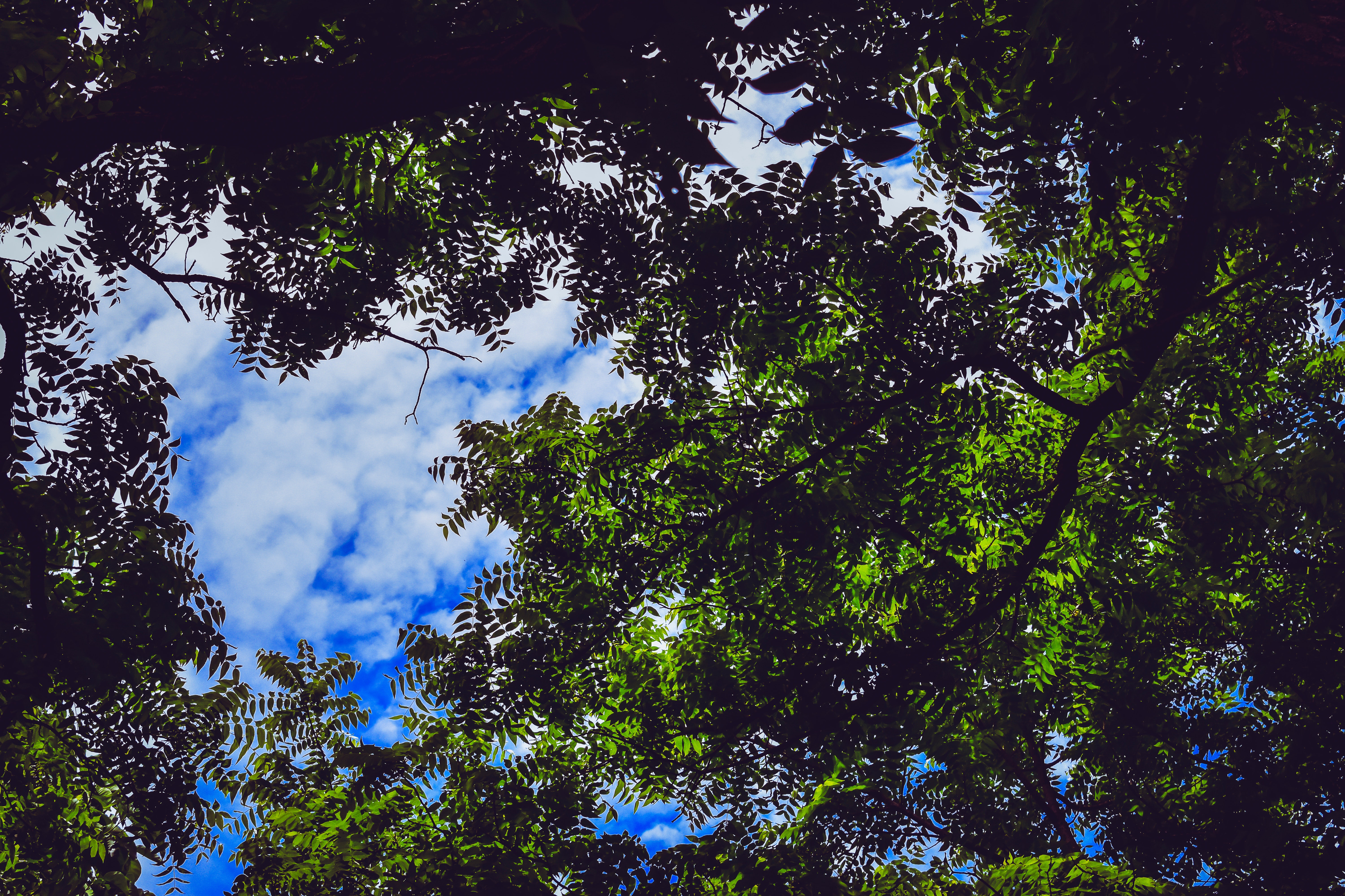 Скачать картинку Дерево, Небо, Природа, Ветки, Листья в телефон бесплатно.