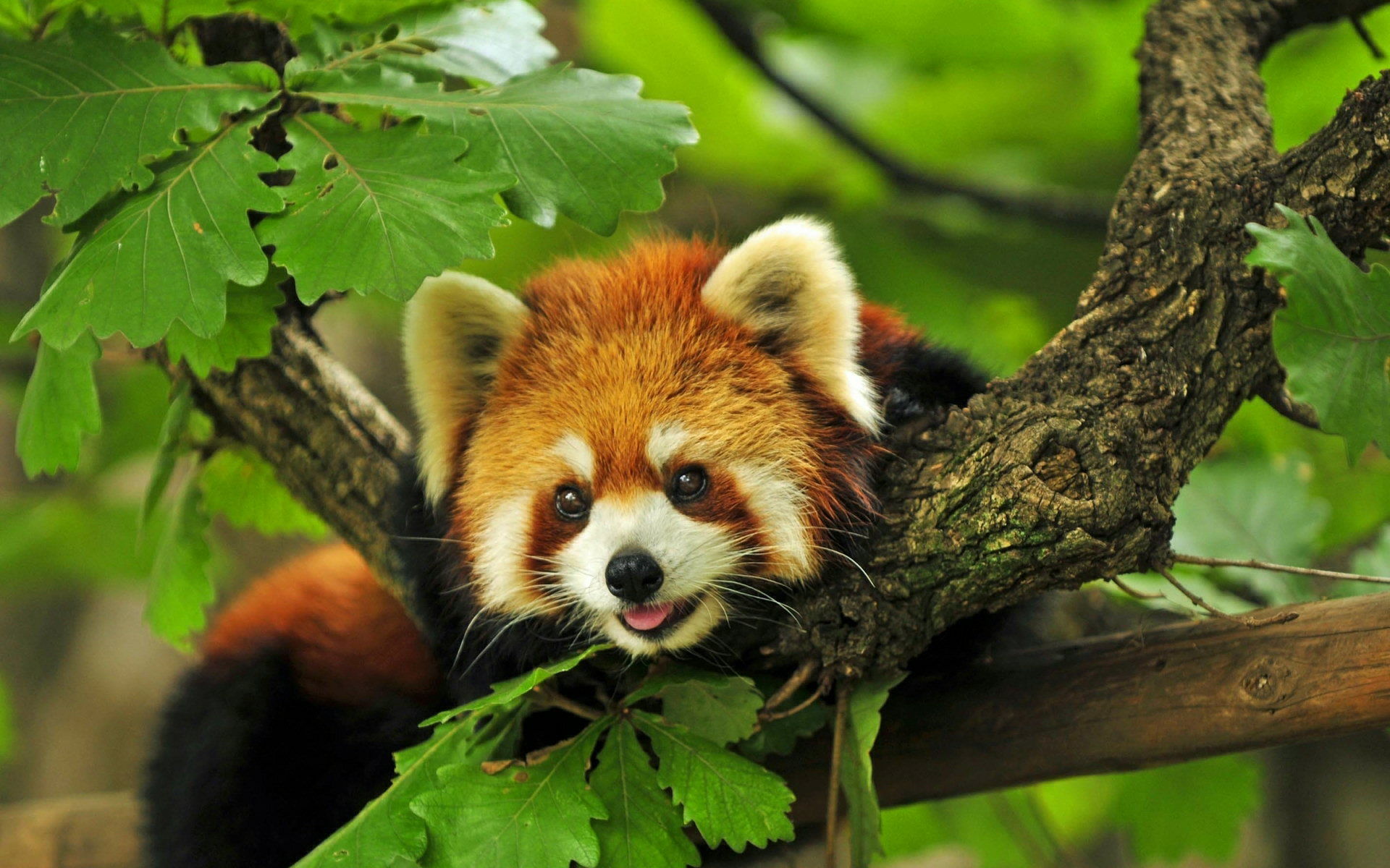 639150 Bild herunterladen tiere, kleiner panda - Hintergrundbilder und Bildschirmschoner kostenlos