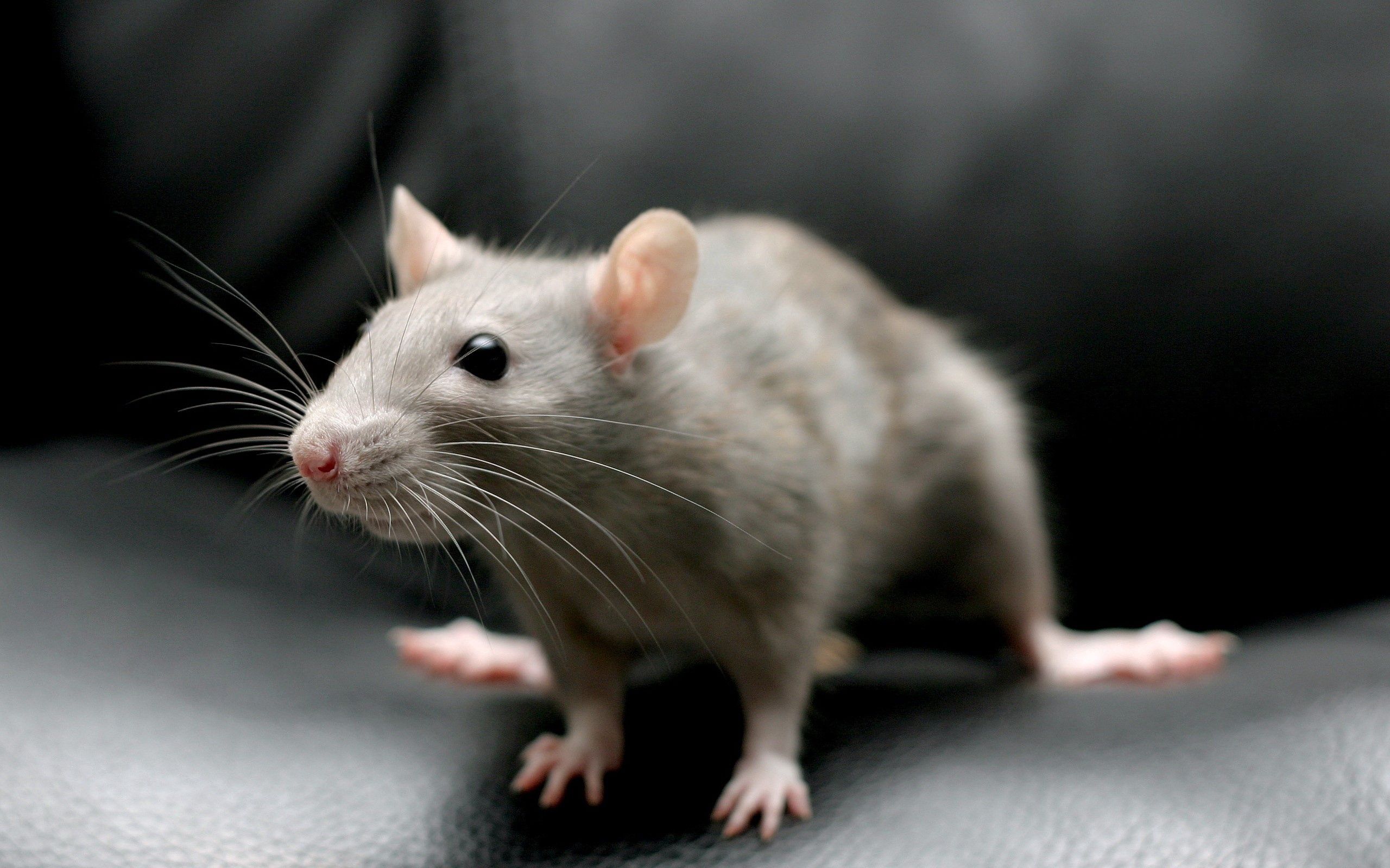 Download mobile wallpaper Sit, Rodent, Animals, Mouse, Grey for free.