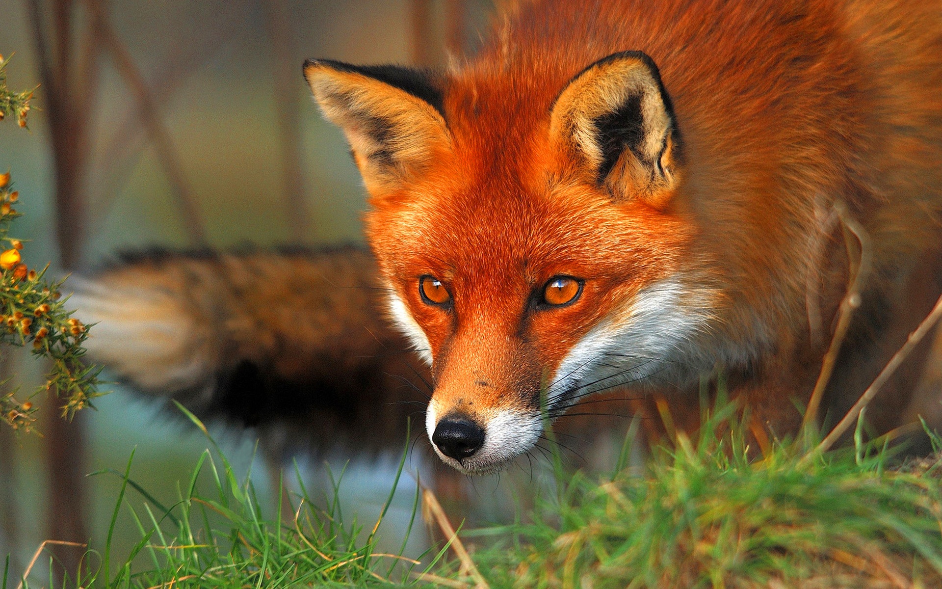 Картинки лис на рабочий стол. Лисичка Патрикеевна Полярная. Ред Фокс (Red Fox). Красивая лиса. Рыжая лиса.