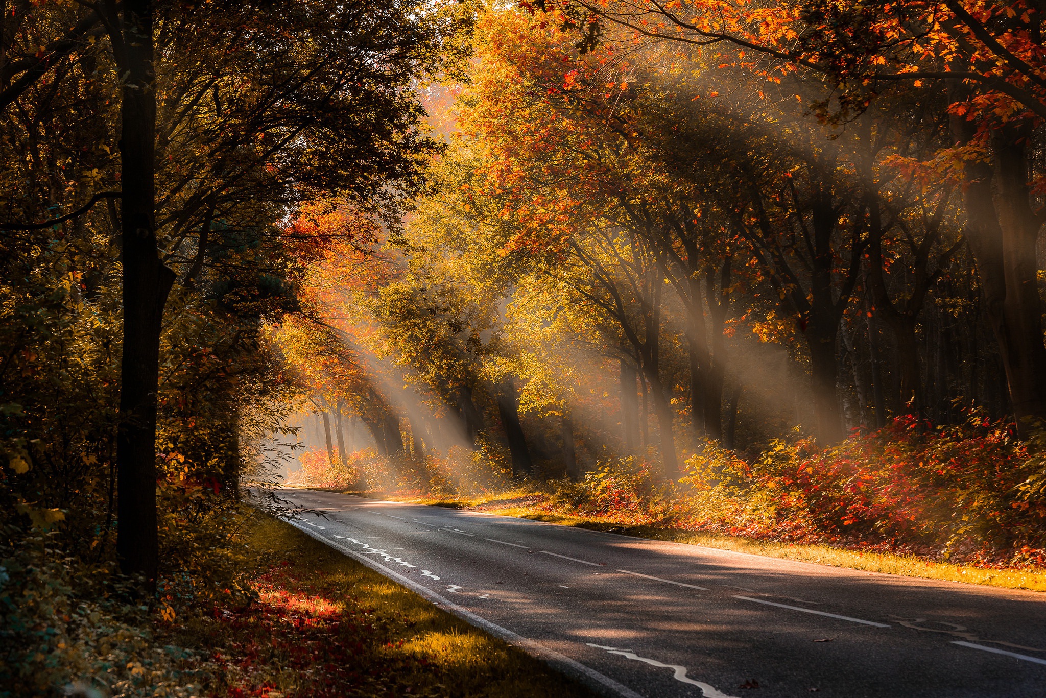 Осенний пейзаж дорога