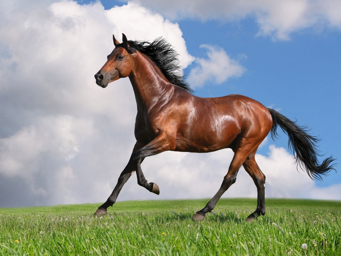 47890 Bildschirmschoner und Hintergrundbilder Pferde auf Ihrem Telefon. Laden Sie  Bilder kostenlos herunter