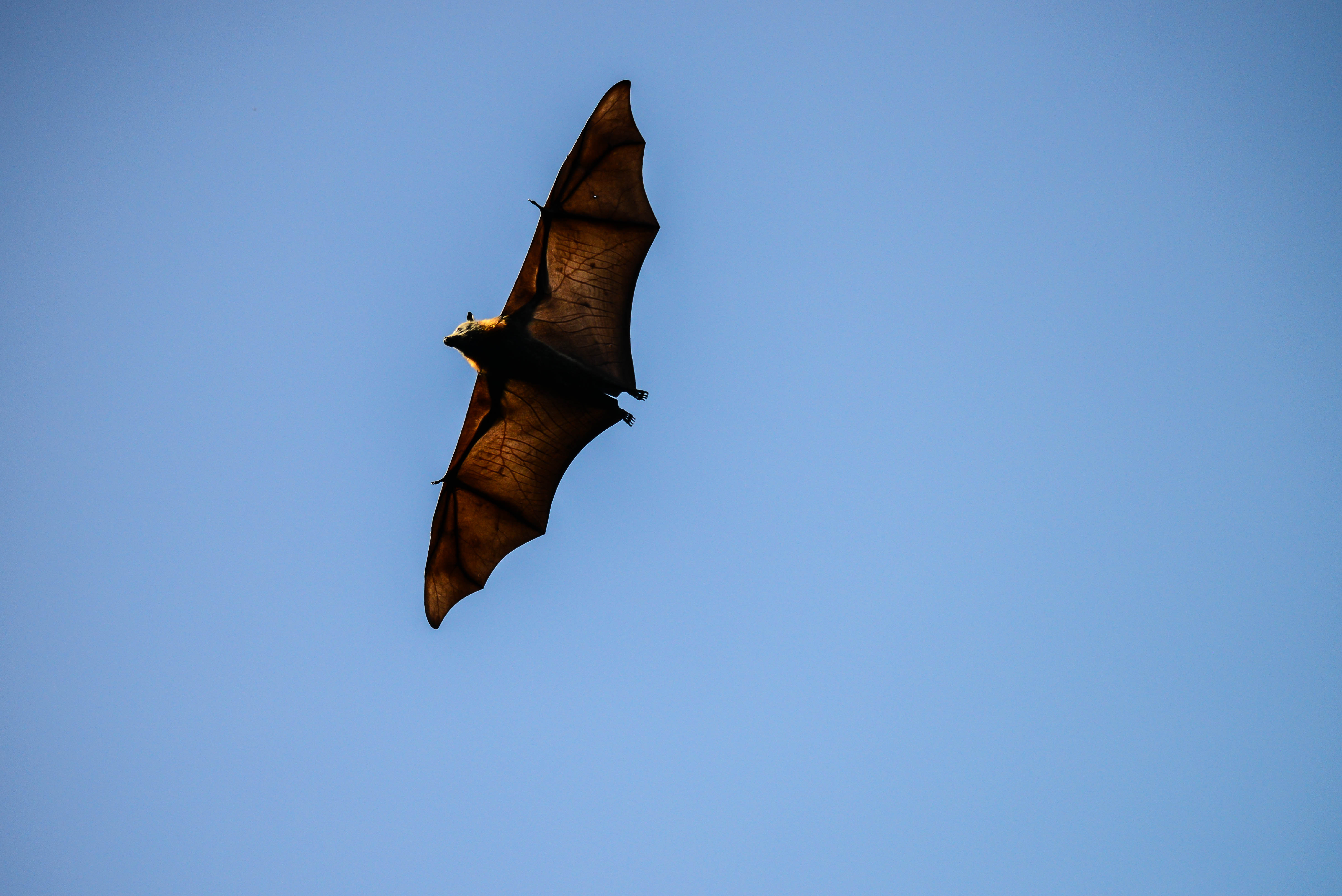Download mobile wallpaper Bat, Birds, Animal for free.