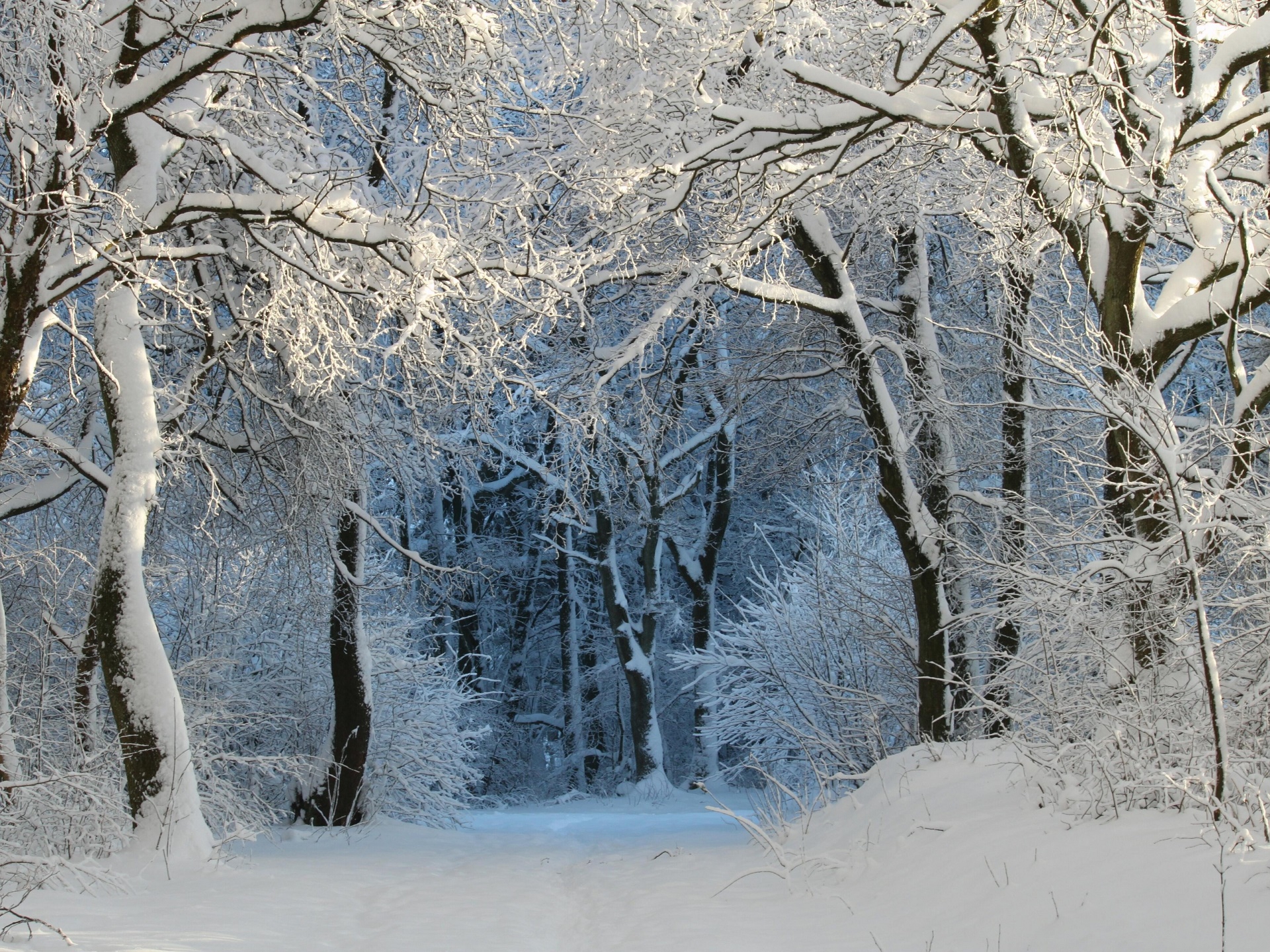 Фотообои зима в лесу