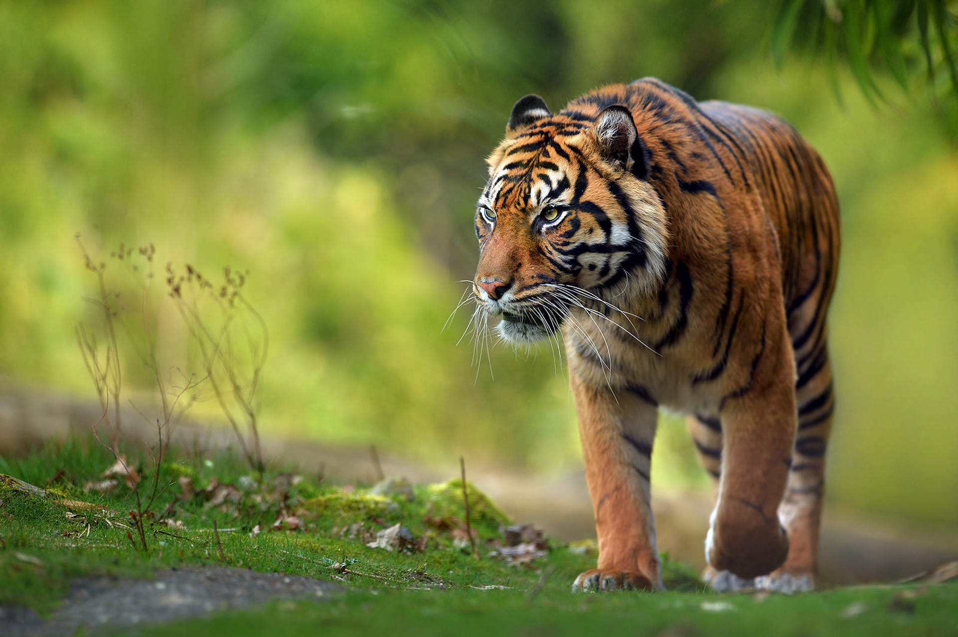 Крадущийся Амурский тигр