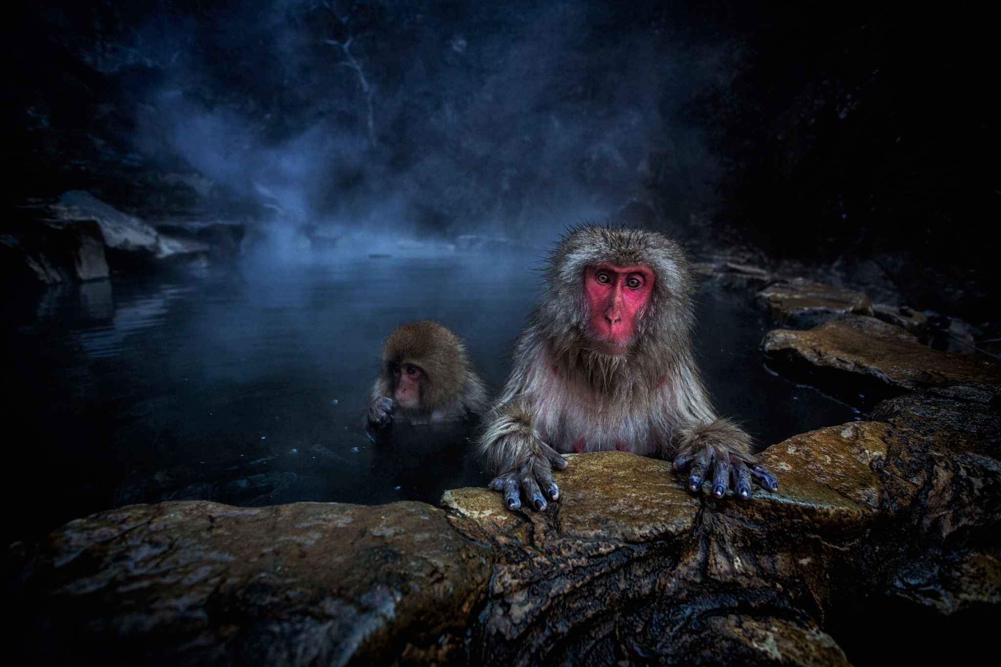 animal, japanese macaque, baby animal, macaque, winter, monkeys Full HD