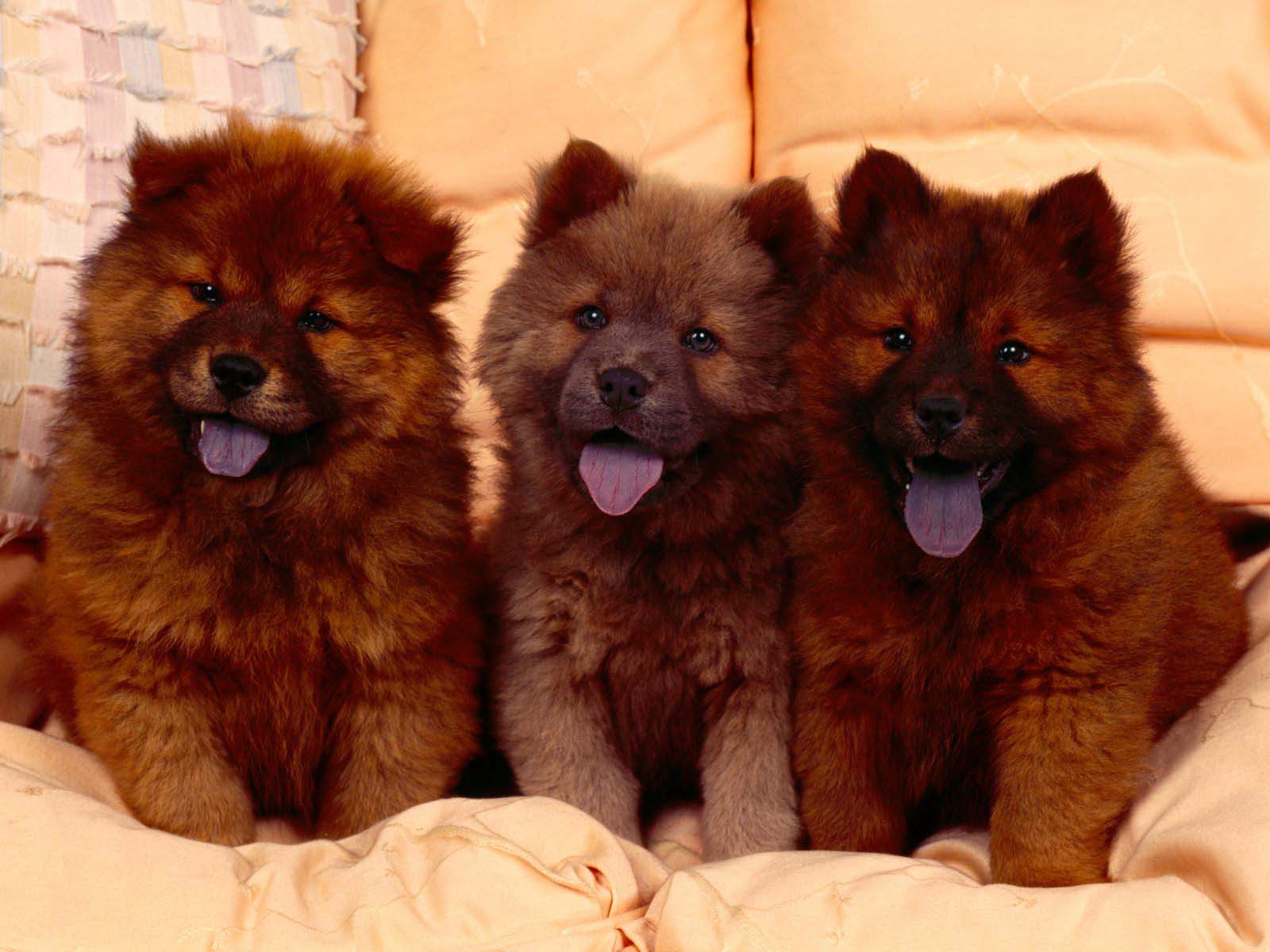 chow chow, animal, puppy, dogs Full HD
