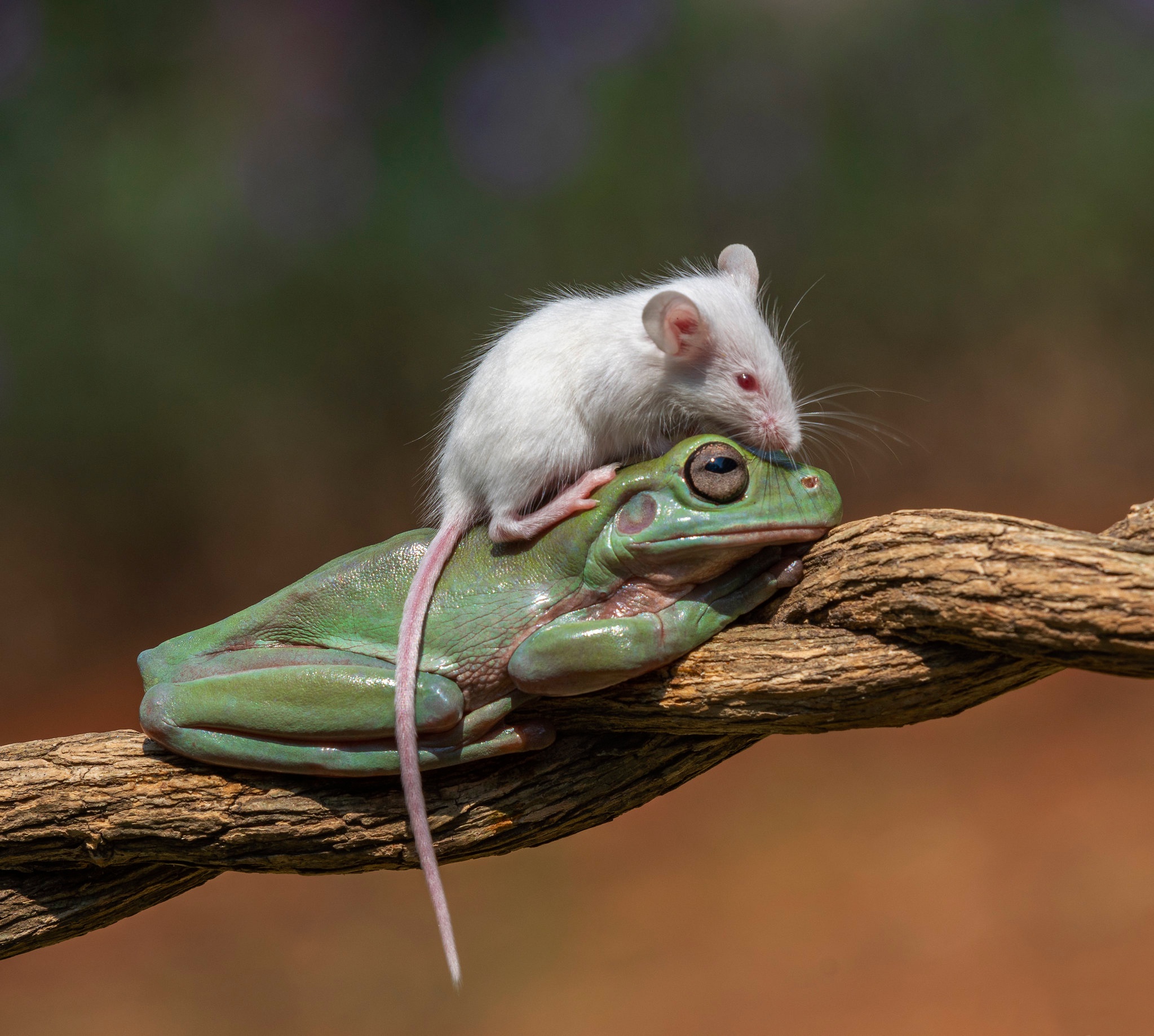Cute White Rat Live Wallpaper  free download