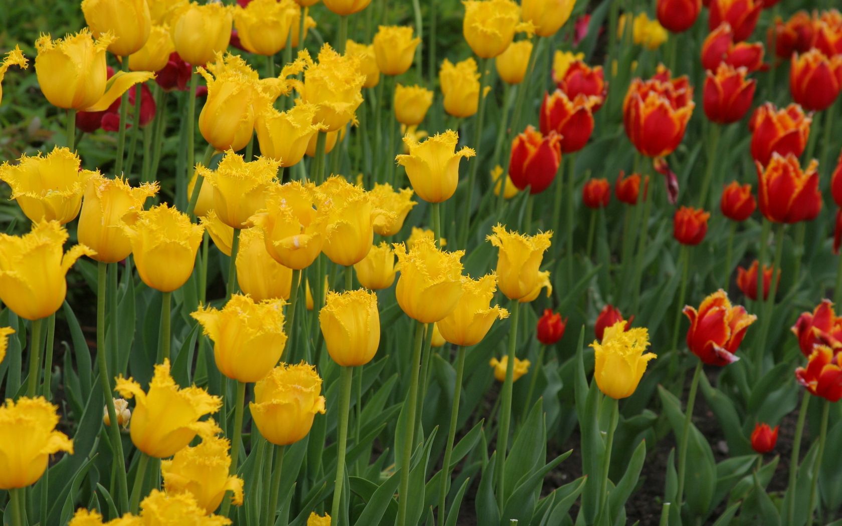 127575 descargar fondo de pantalla tulipanes, flores, amarillo, rojo, cama de flores, parterre, terry: protectores de pantalla e imágenes gratis