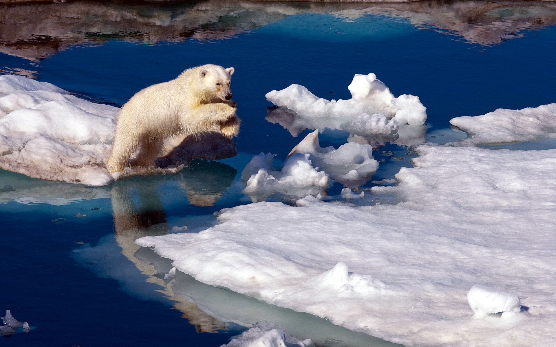 animal, polar bear, bears Phone Background