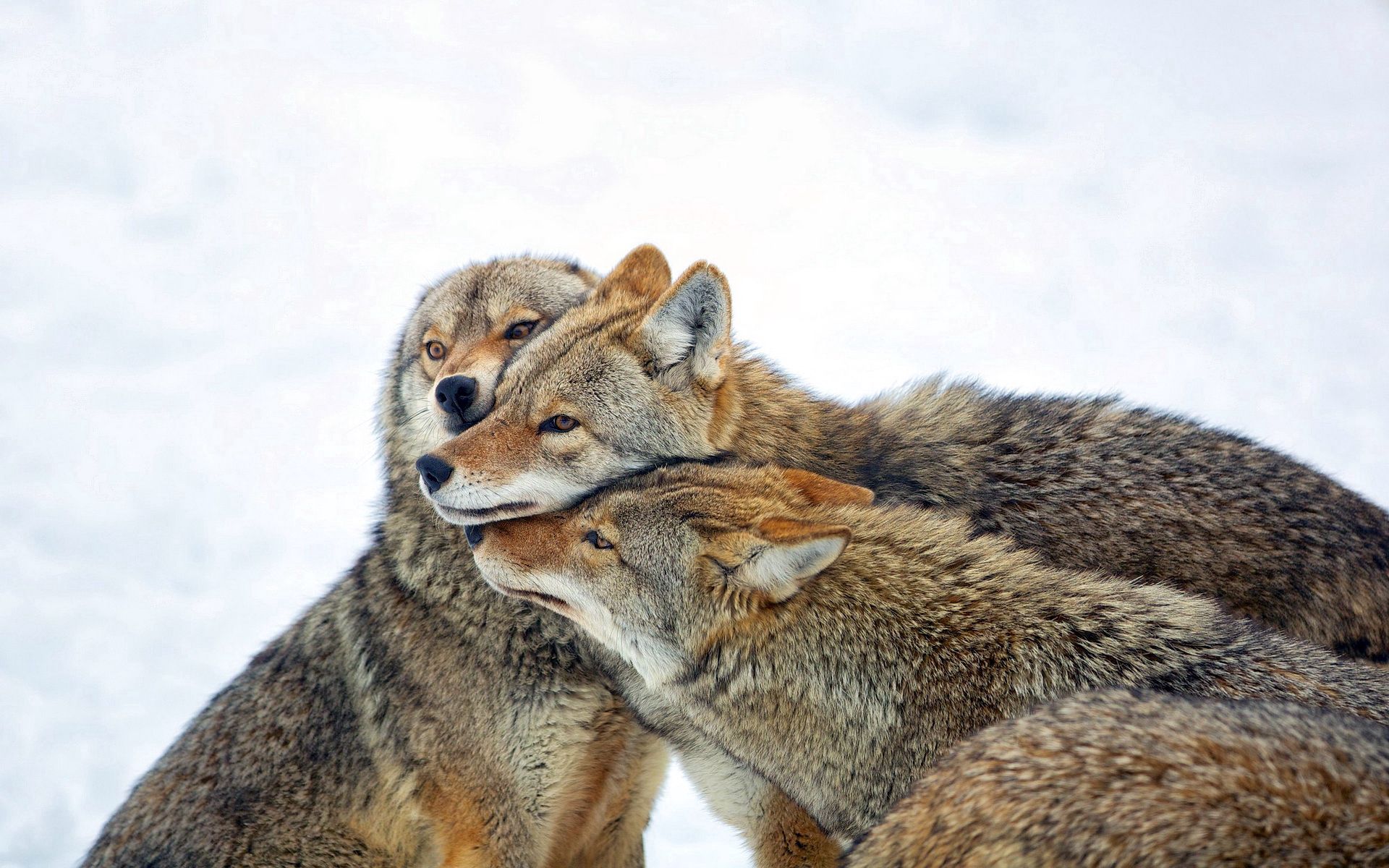 Handy-Wallpaper Kojote, Pflege, Schnee, Herde, Winter, Tiere, Wölfe kostenlos herunterladen.