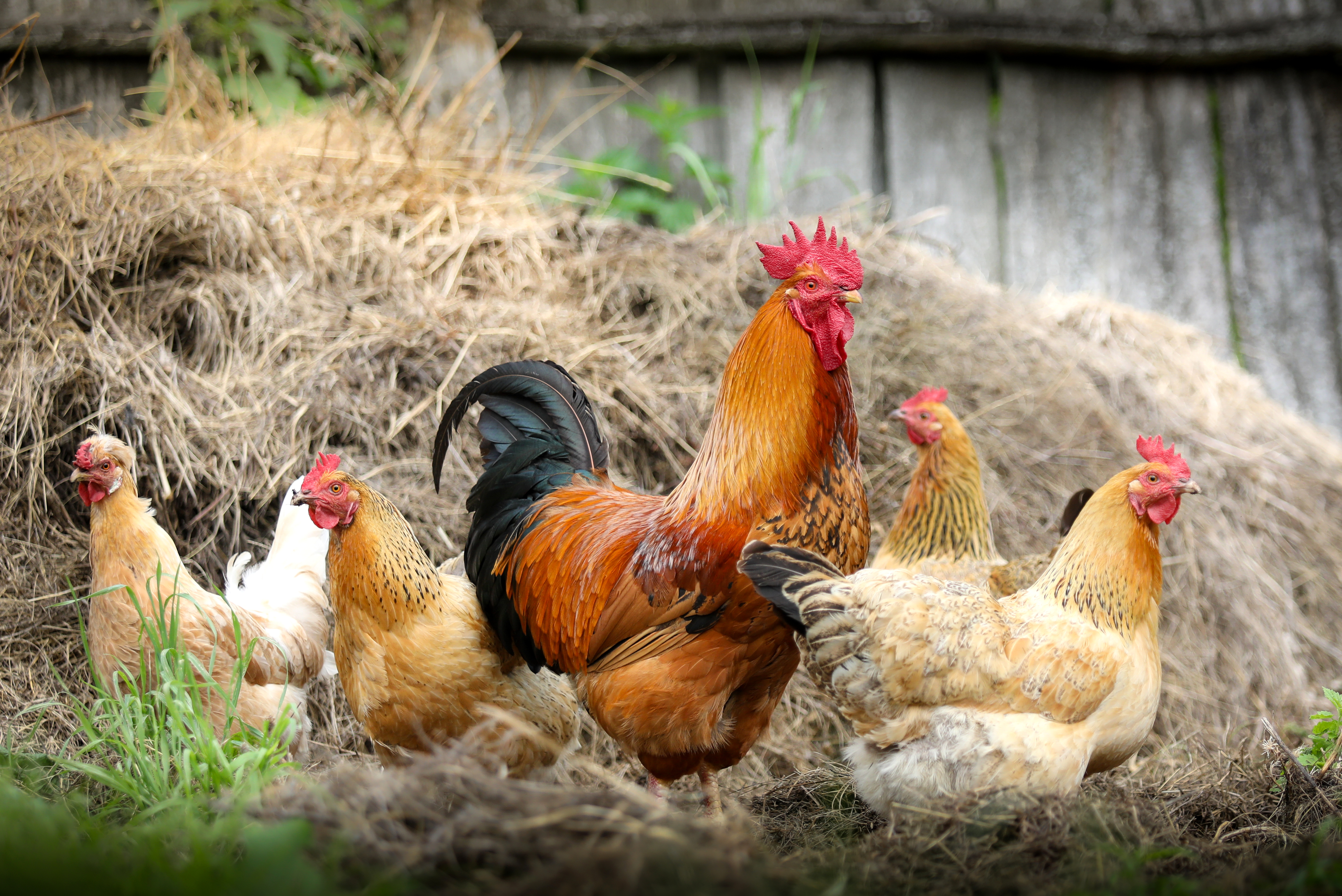 rooster, hen, animal, birds HD wallpaper
