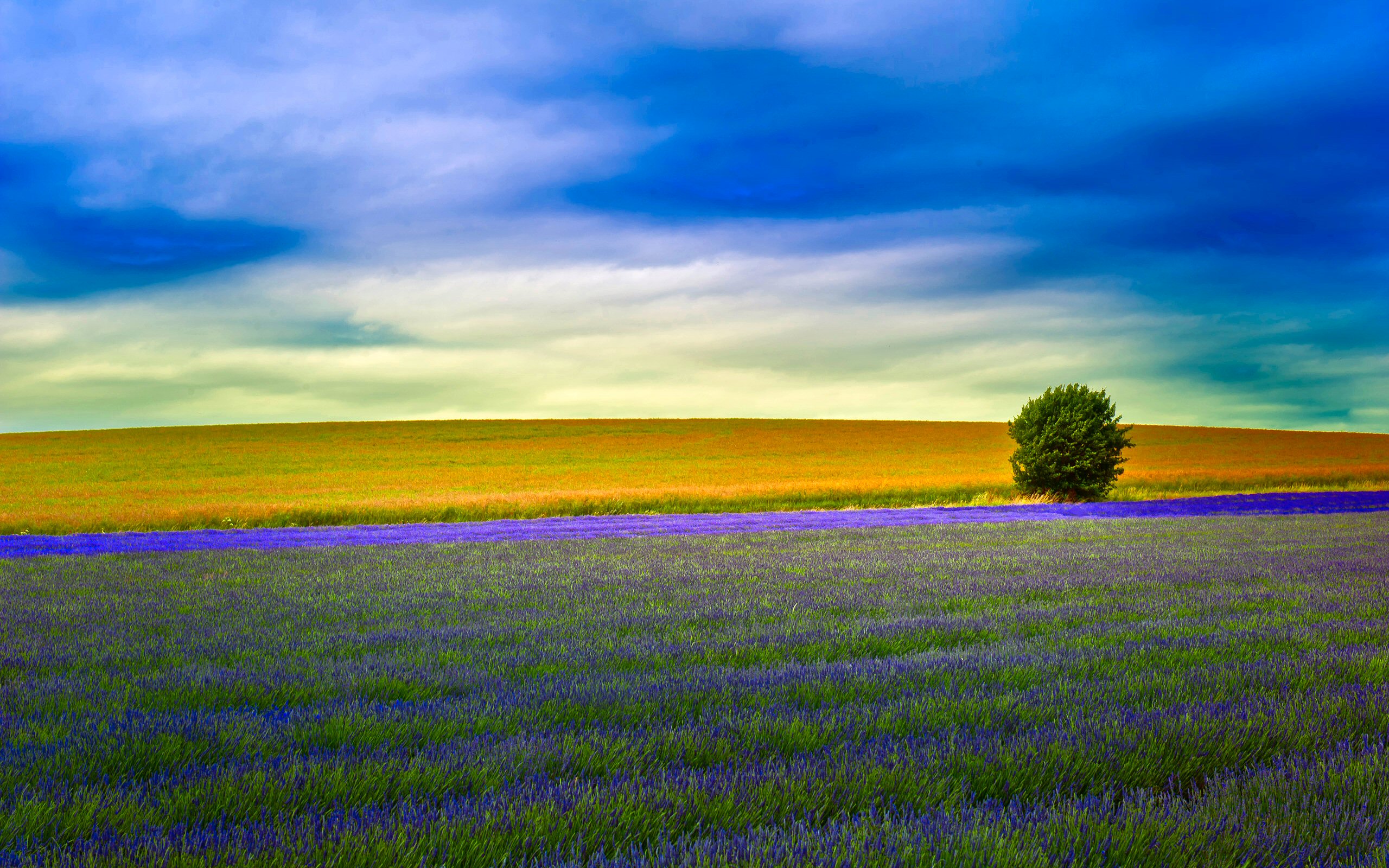 274208 Hintergrundbild herunterladen lavendel, sommer, erde/natur, baum, horizont, einsamer baum, wiese, bäume - Bildschirmschoner und Bilder kostenlos