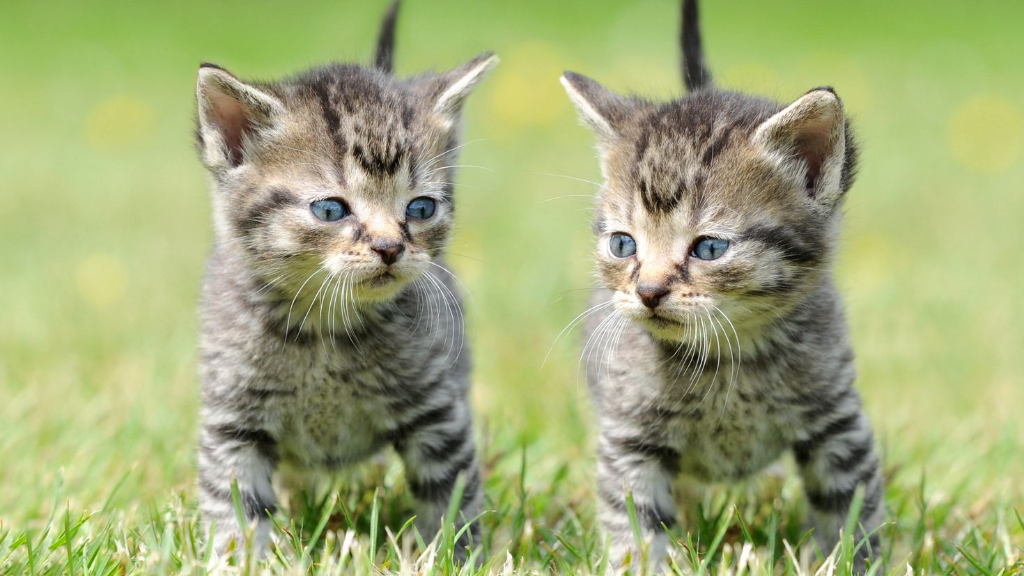 картинки маленьких кошек
