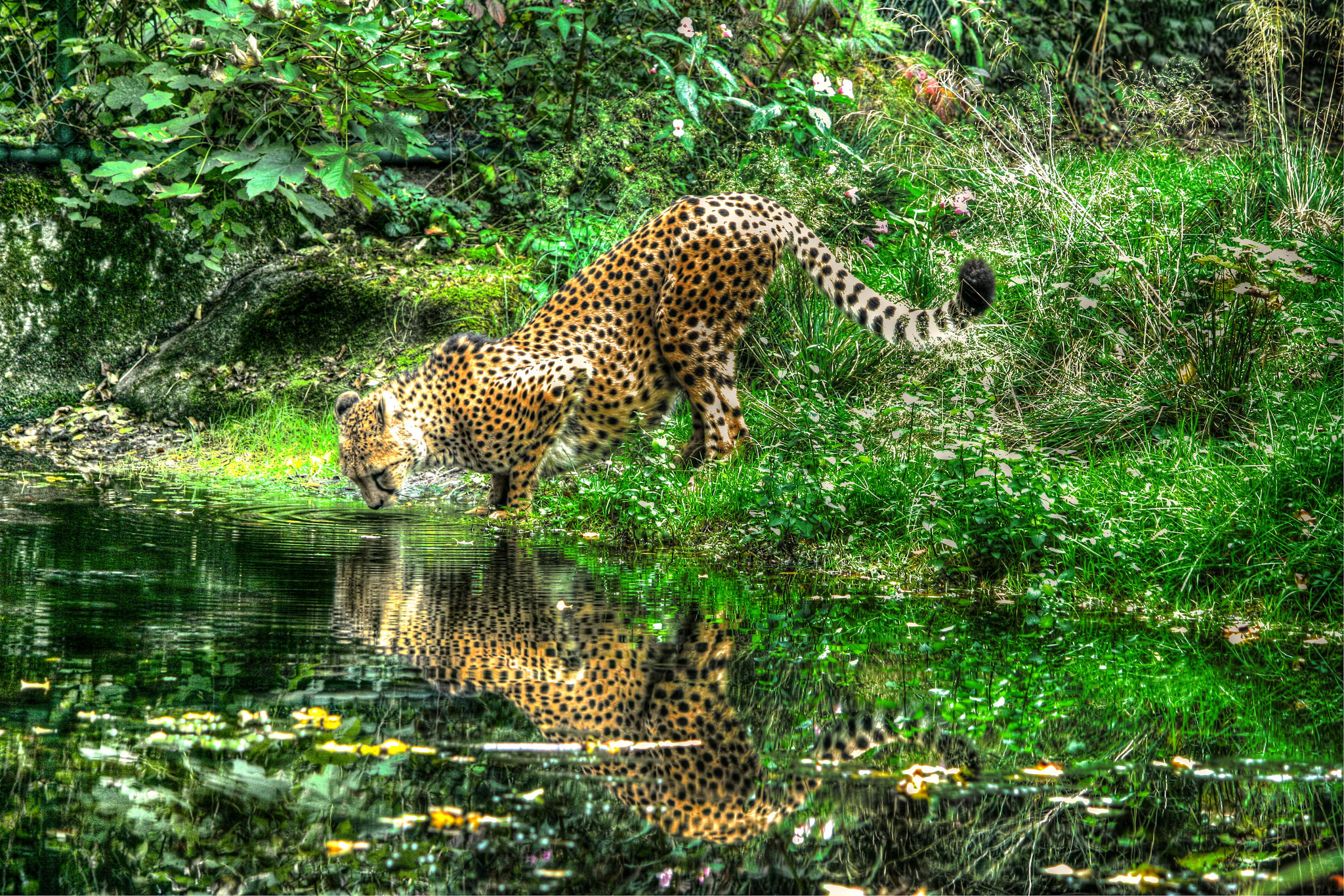 Среда обитания зверей. Леопард. Леопард в лесу. Животные в естественной среде обитания. Леопарды в дикой природе.