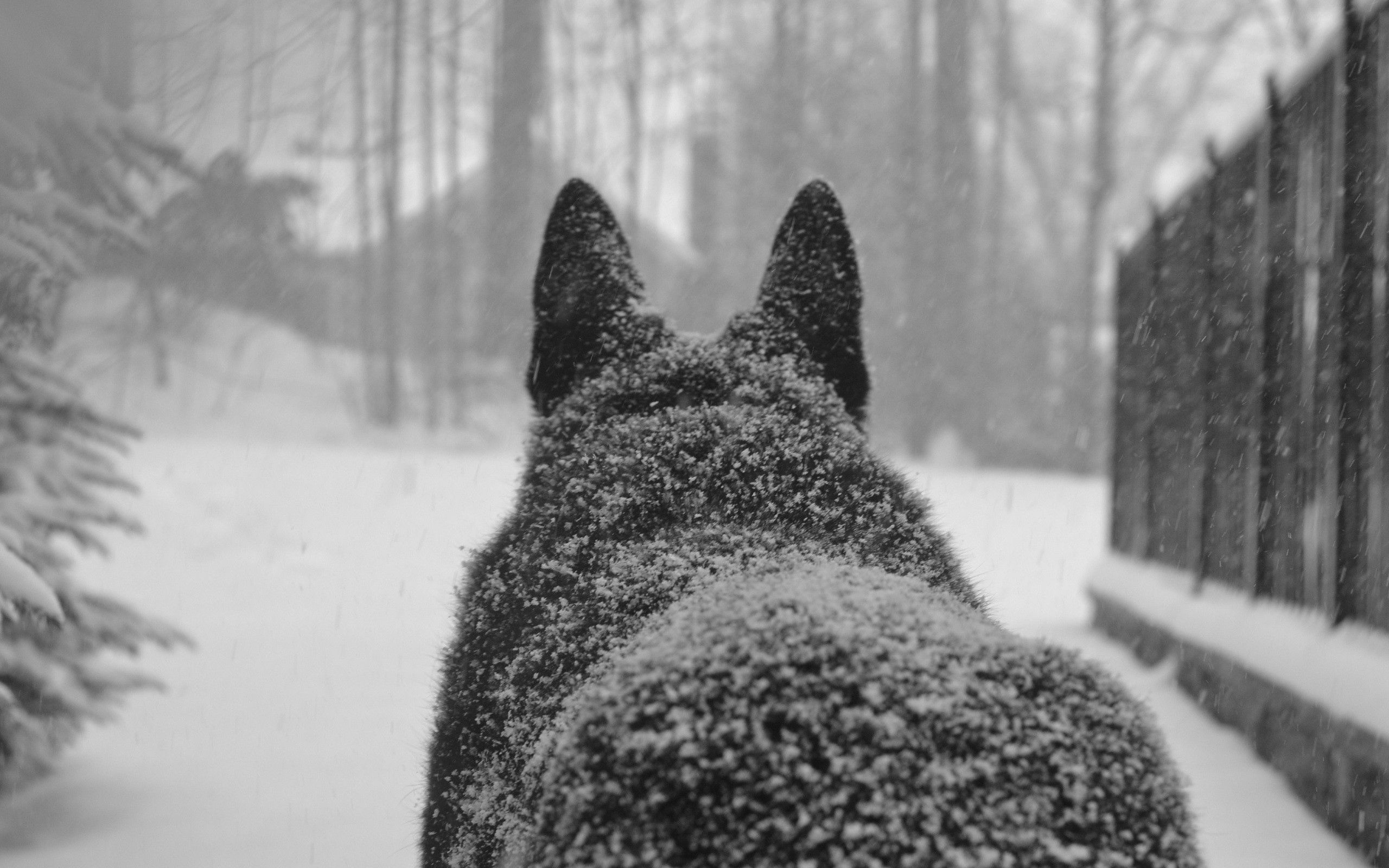 148329 завантажити шпалери тварини, сніг, собака, пес, спина, задній - заставки і картинки безкоштовно
